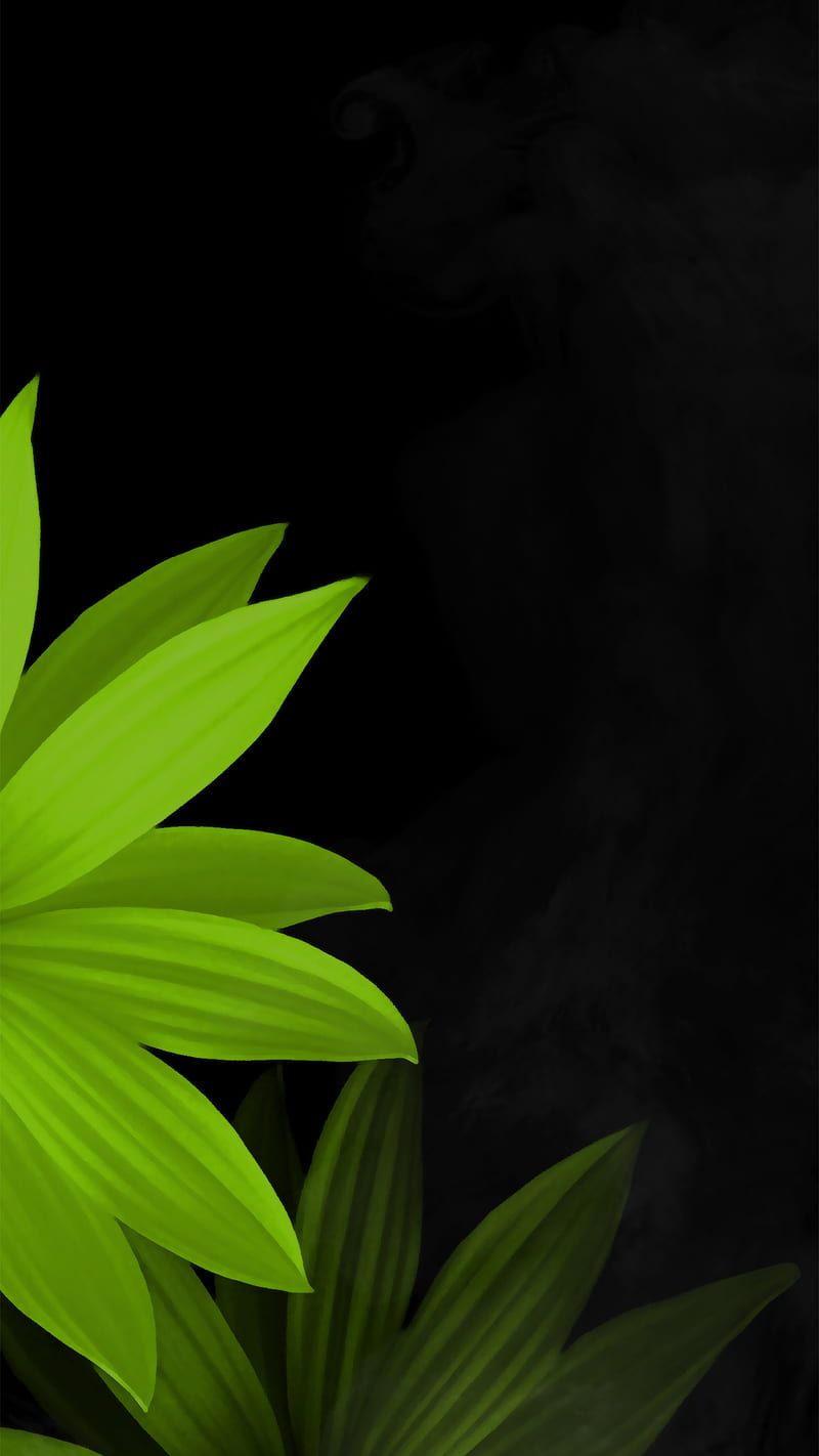 800x1422 Leaf in dark, ambient, black, green, love, nature, smoke, HD phone wallpaper