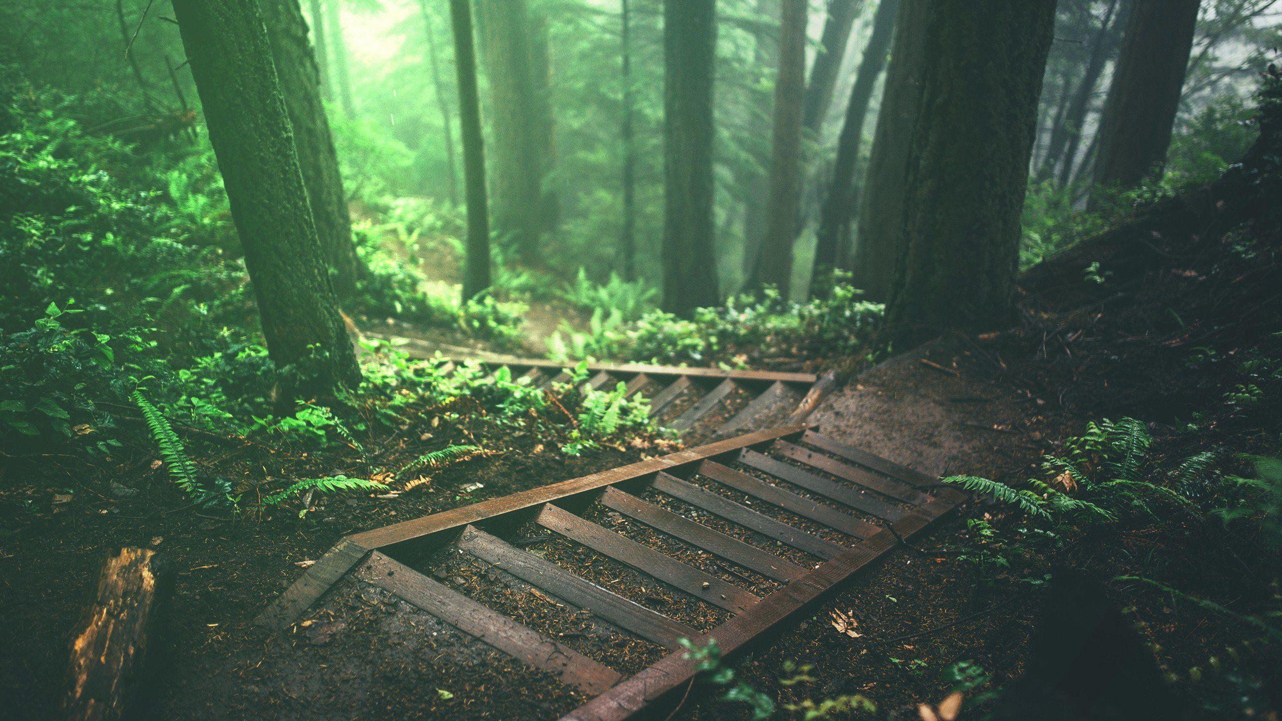 2560x1440 Trees, Stairs, Deep Forest, Forest, Nature, Plants, Steps