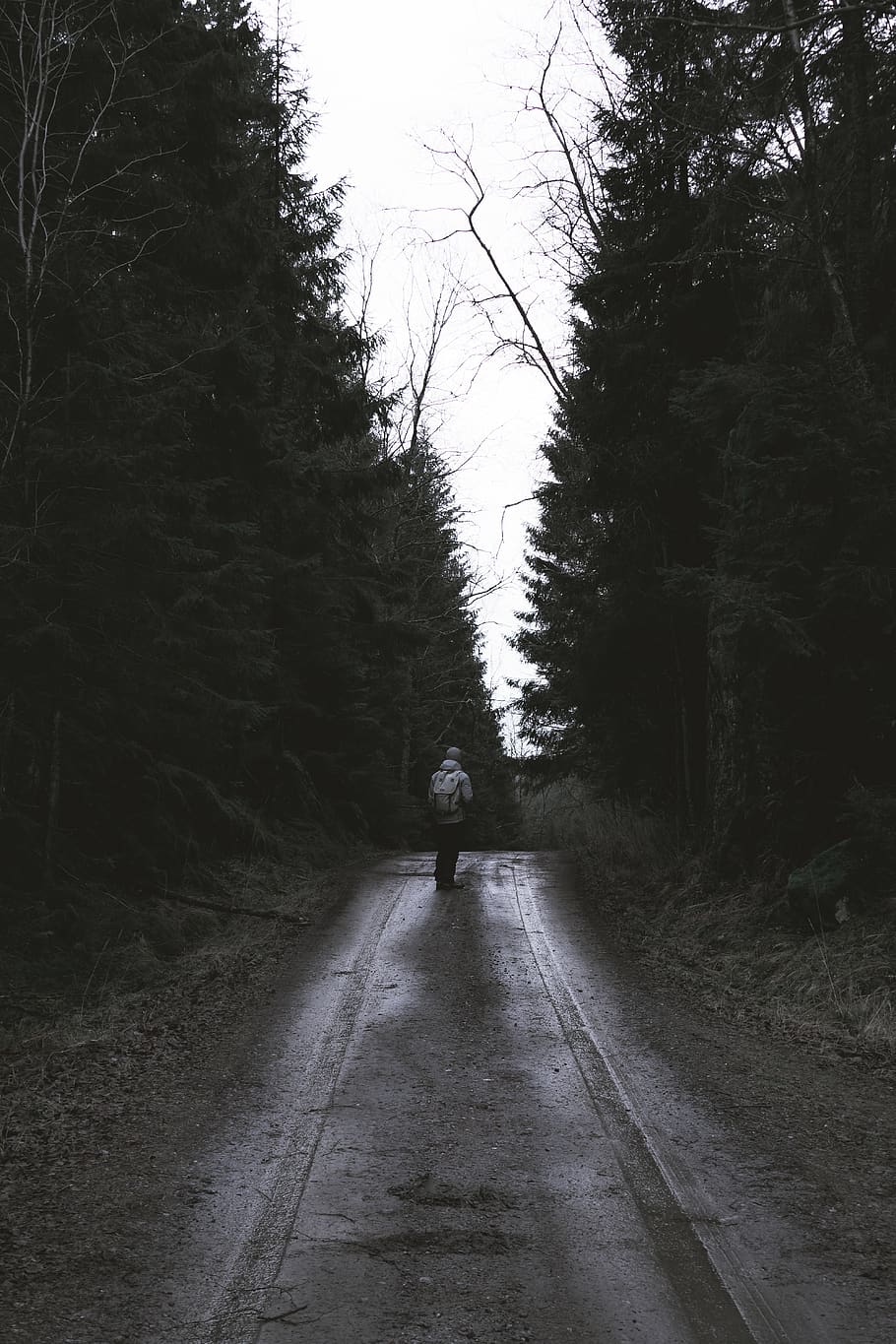 910x1365 HD wallpaper: trees, forest, green, grey, ambient, nature, photo, photography
