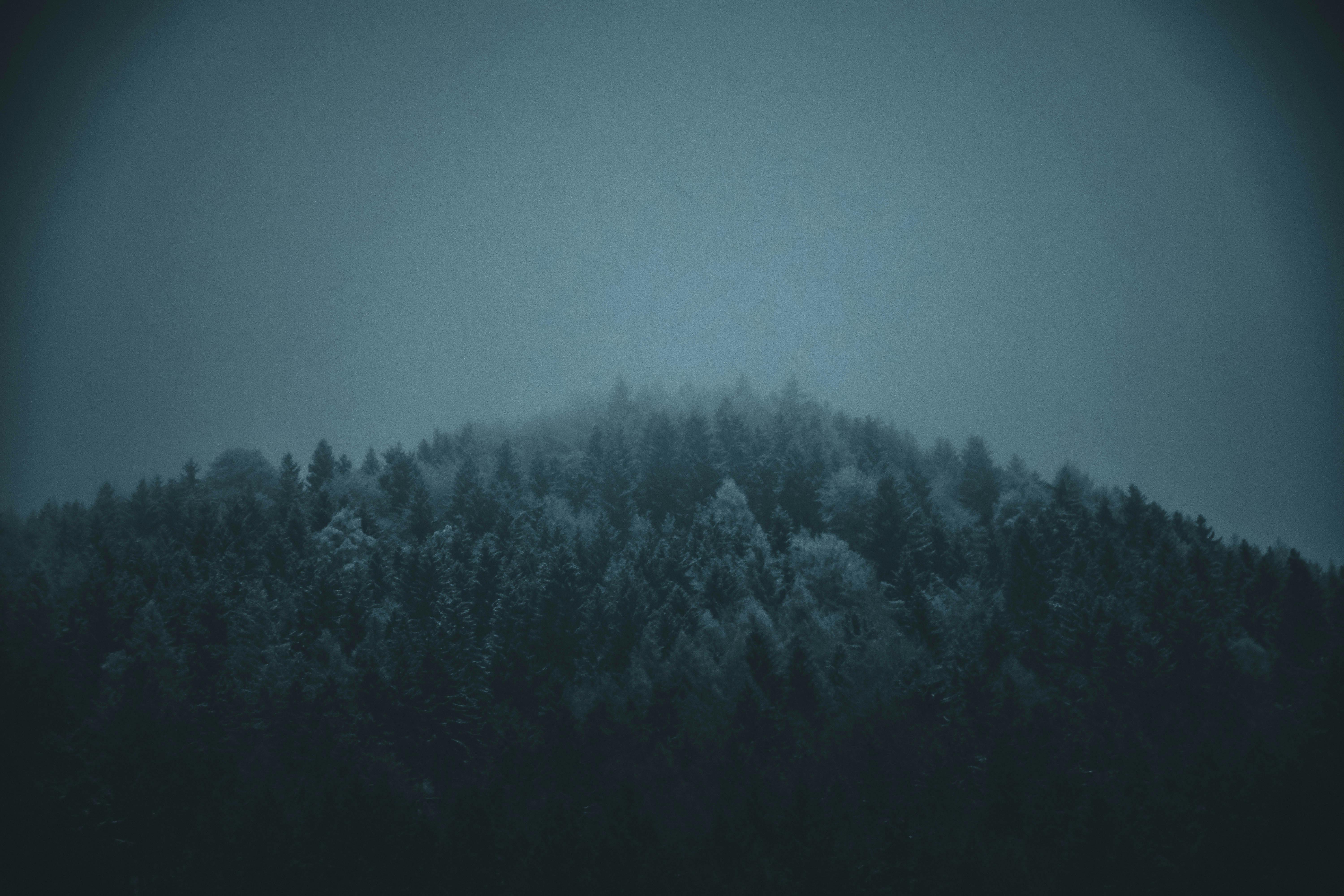 6000x4000 Dark Forest Photo, Download The BEST Free Dark Forest & HD Image