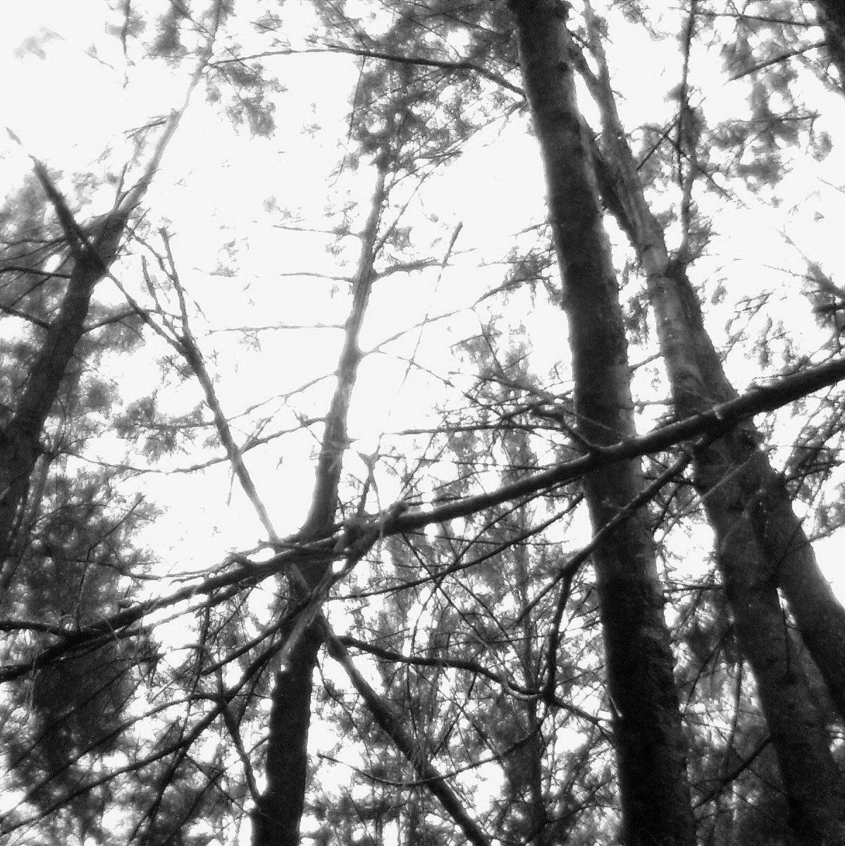 1199x1200 The Shining. Dark Ambient Forest