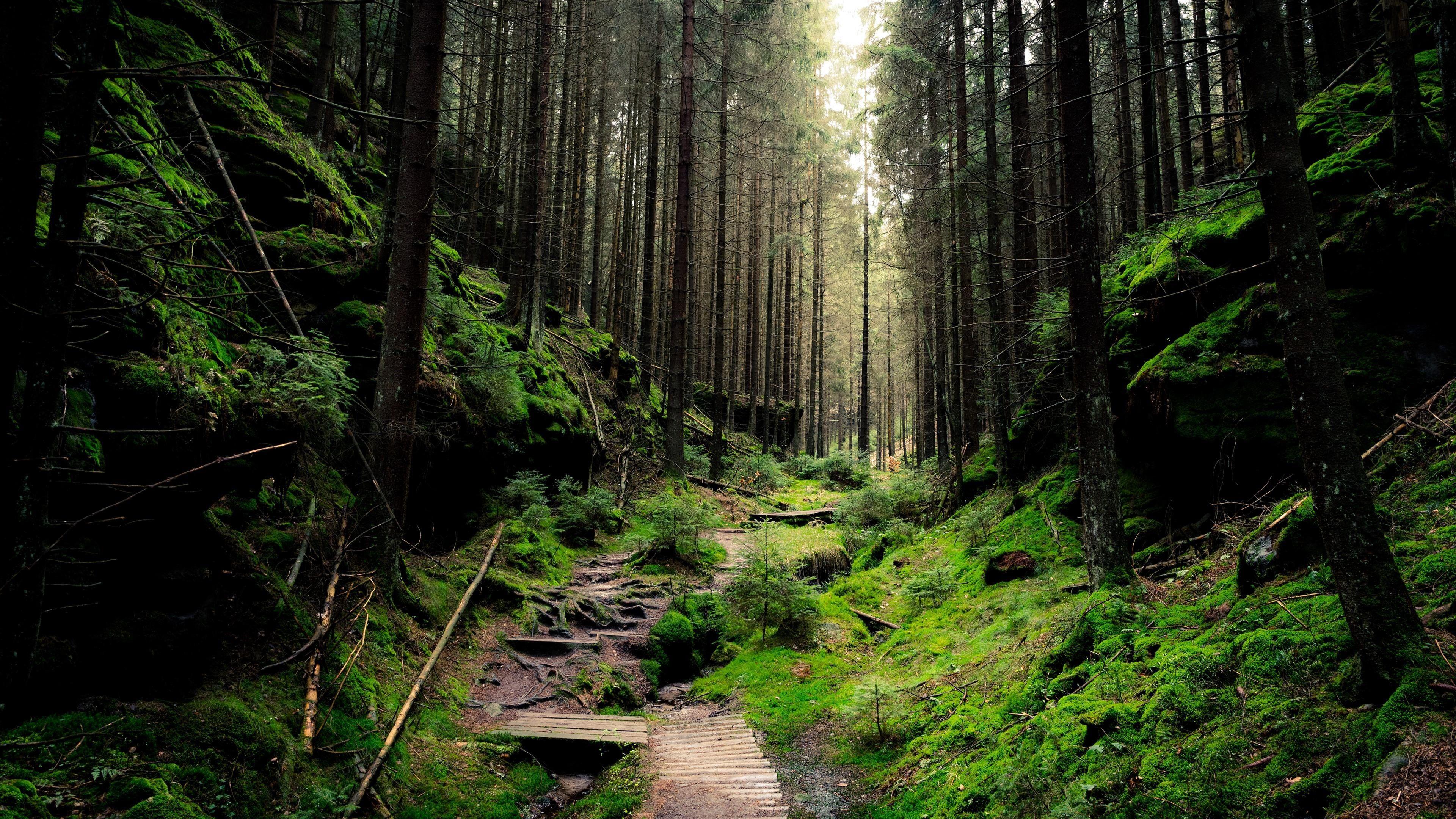 3840x2160 Deep forest HD wallpaper free download