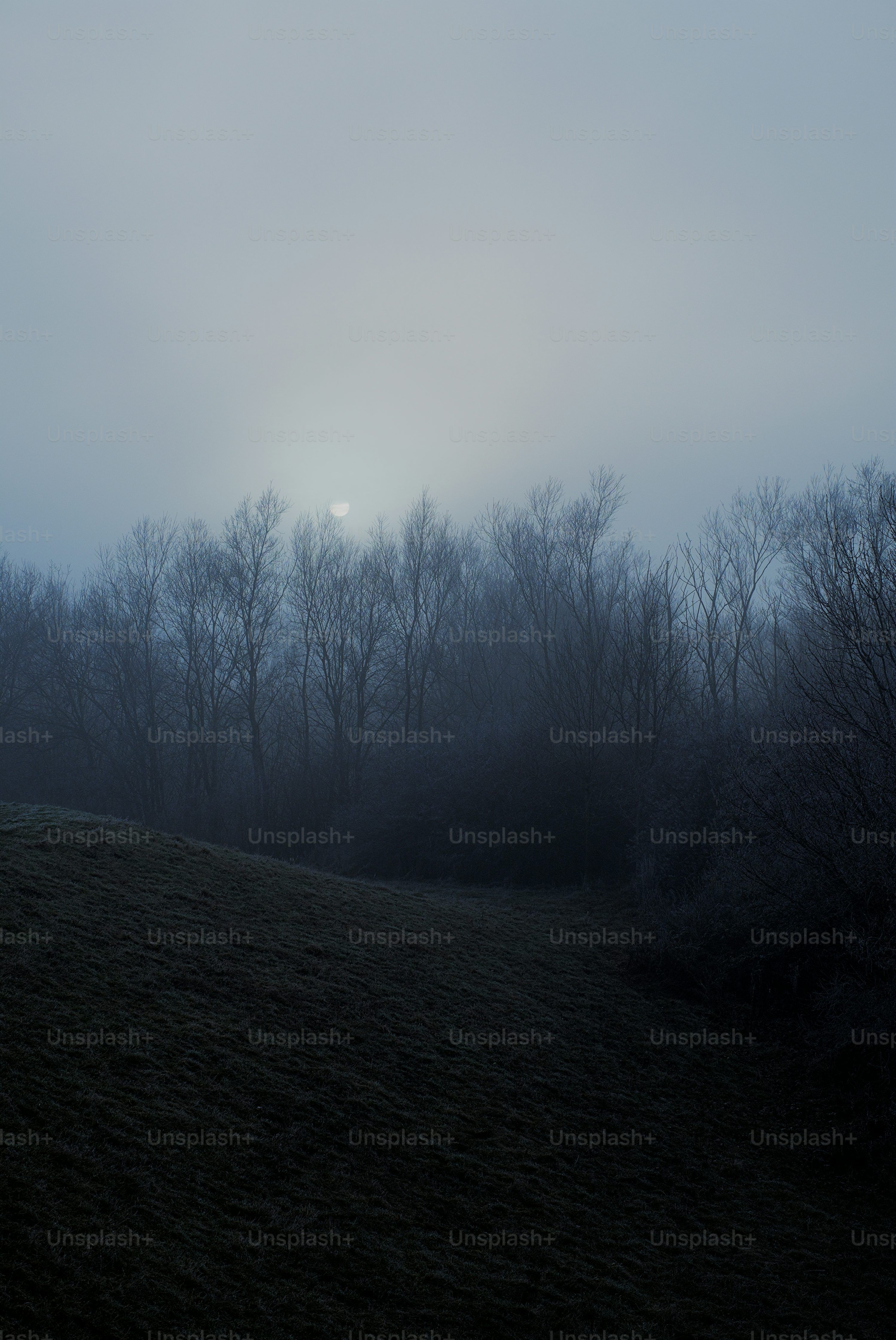3000x4485 Dark Field Picture. Download Free Image