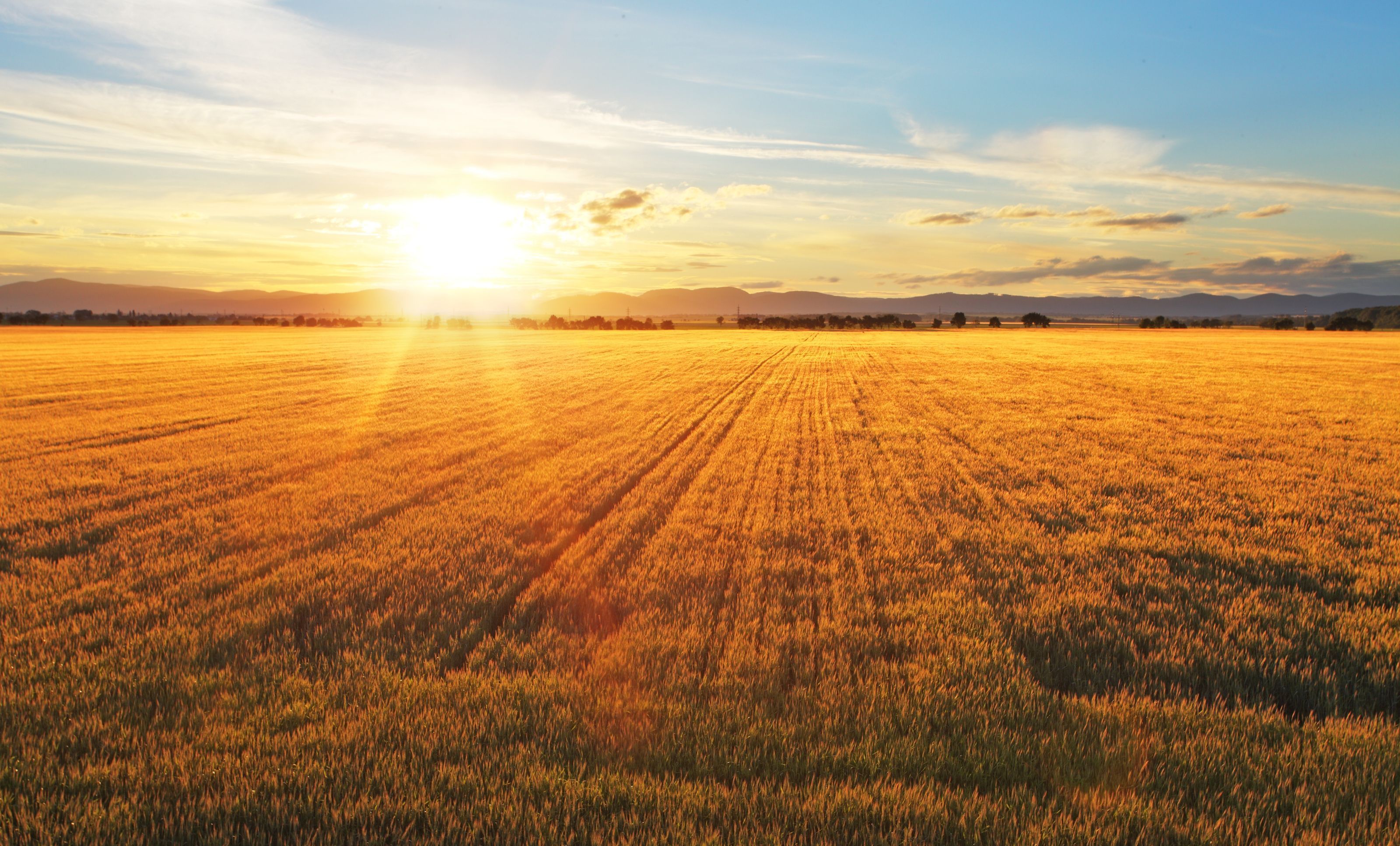3200x1935 Sunset Over Wheat Field Wall Mural