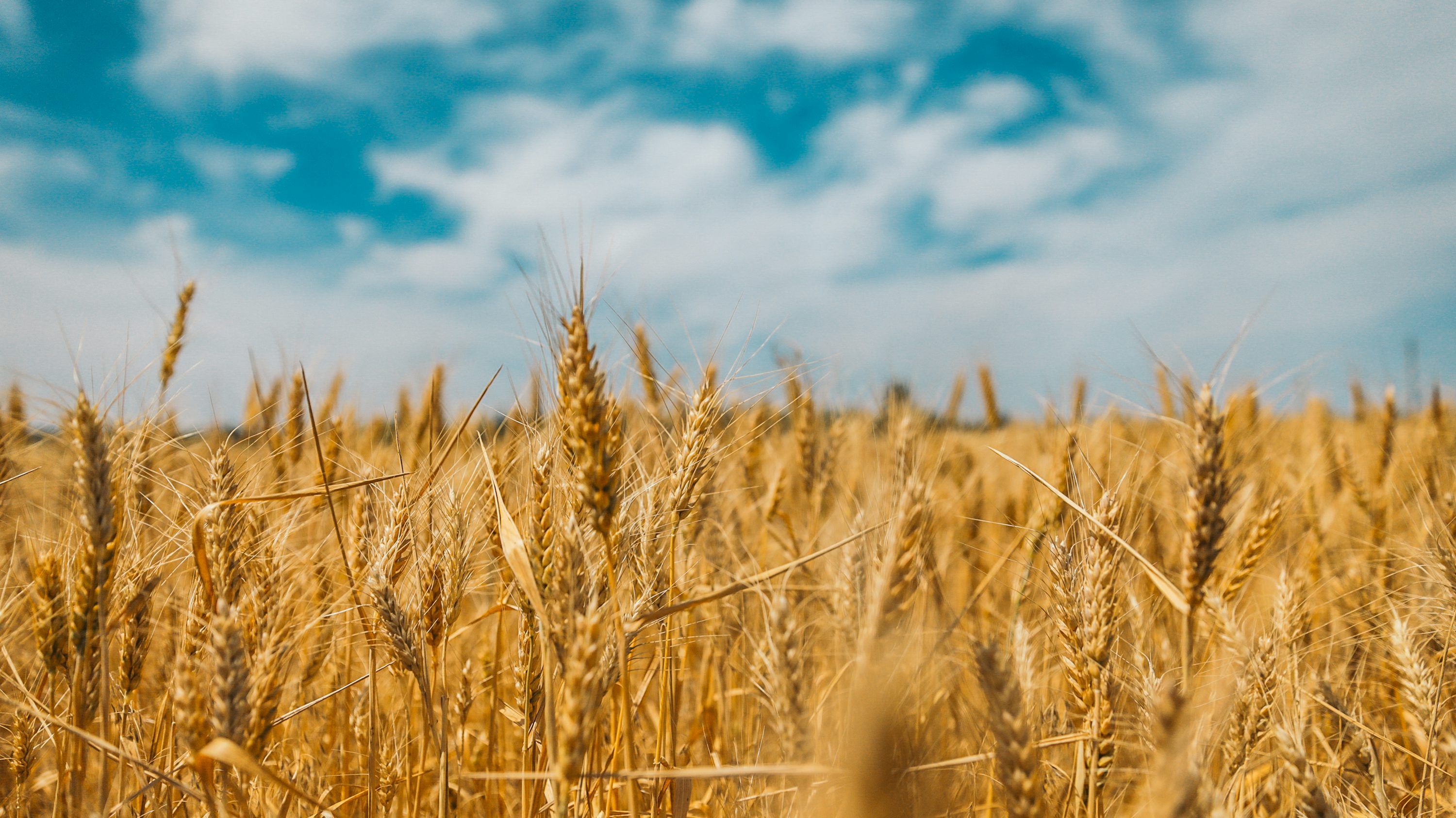 3000x1686 Wheat Field Picture. Download Free Image