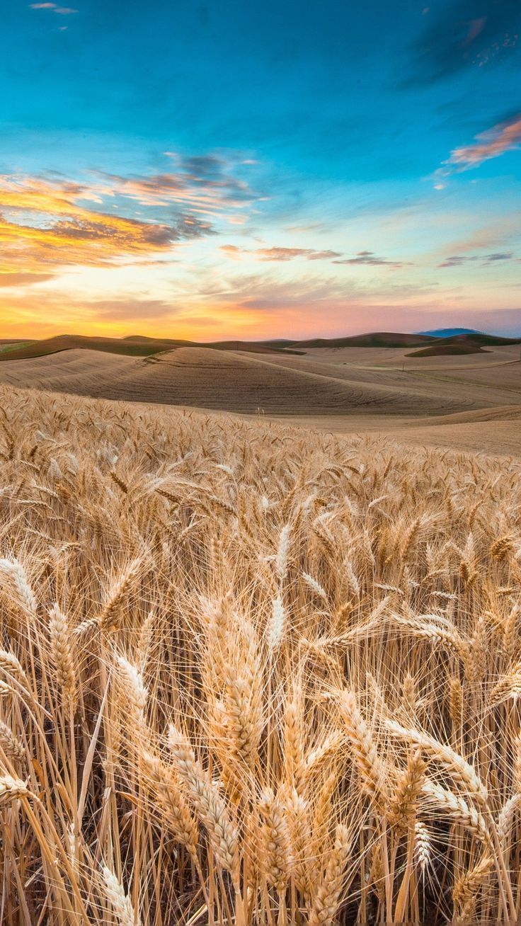 736x1308 Awesome 4K Field Wallpaper