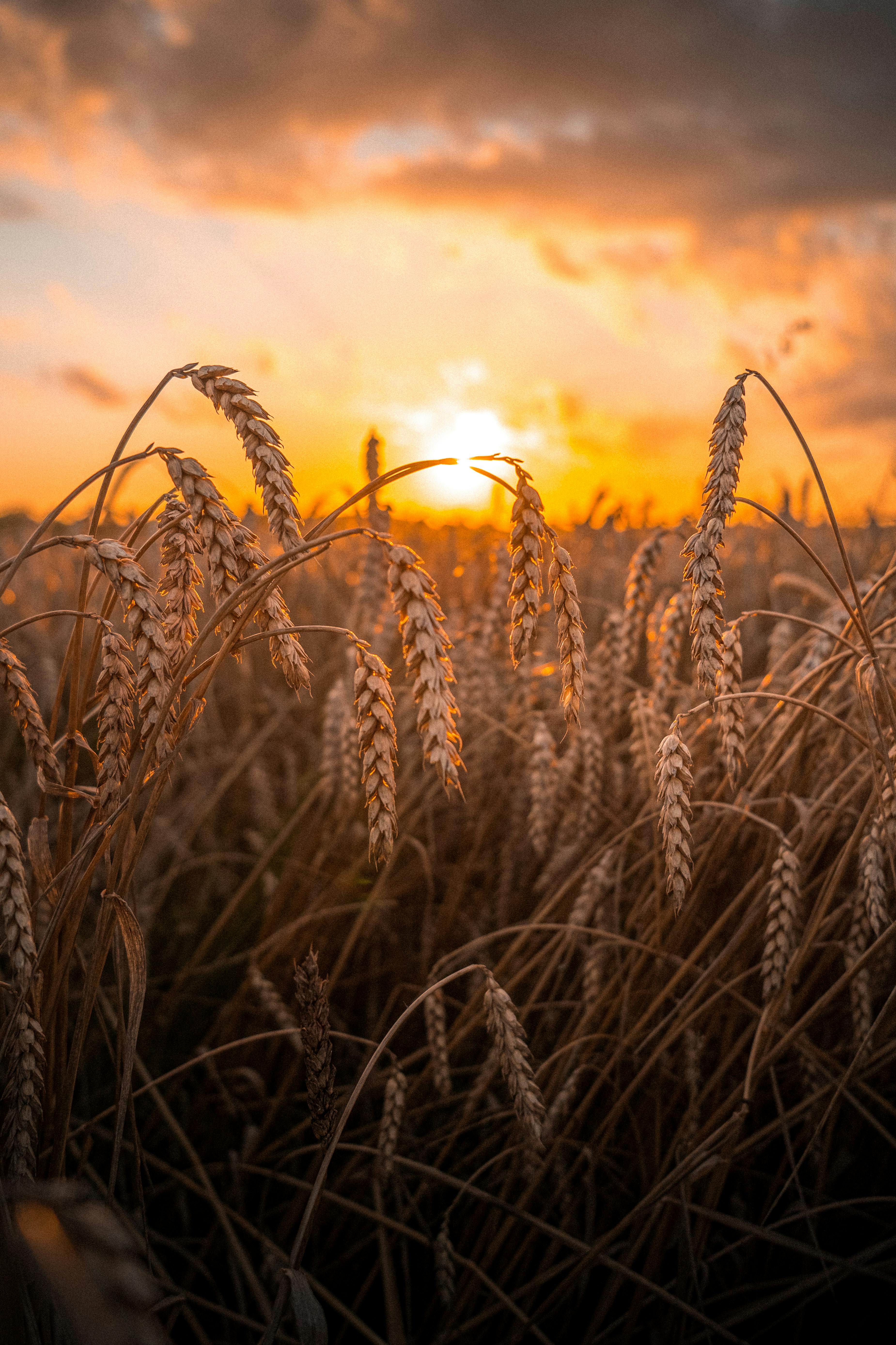 3699x5548 Brown Wheat Field During Sunset · Free