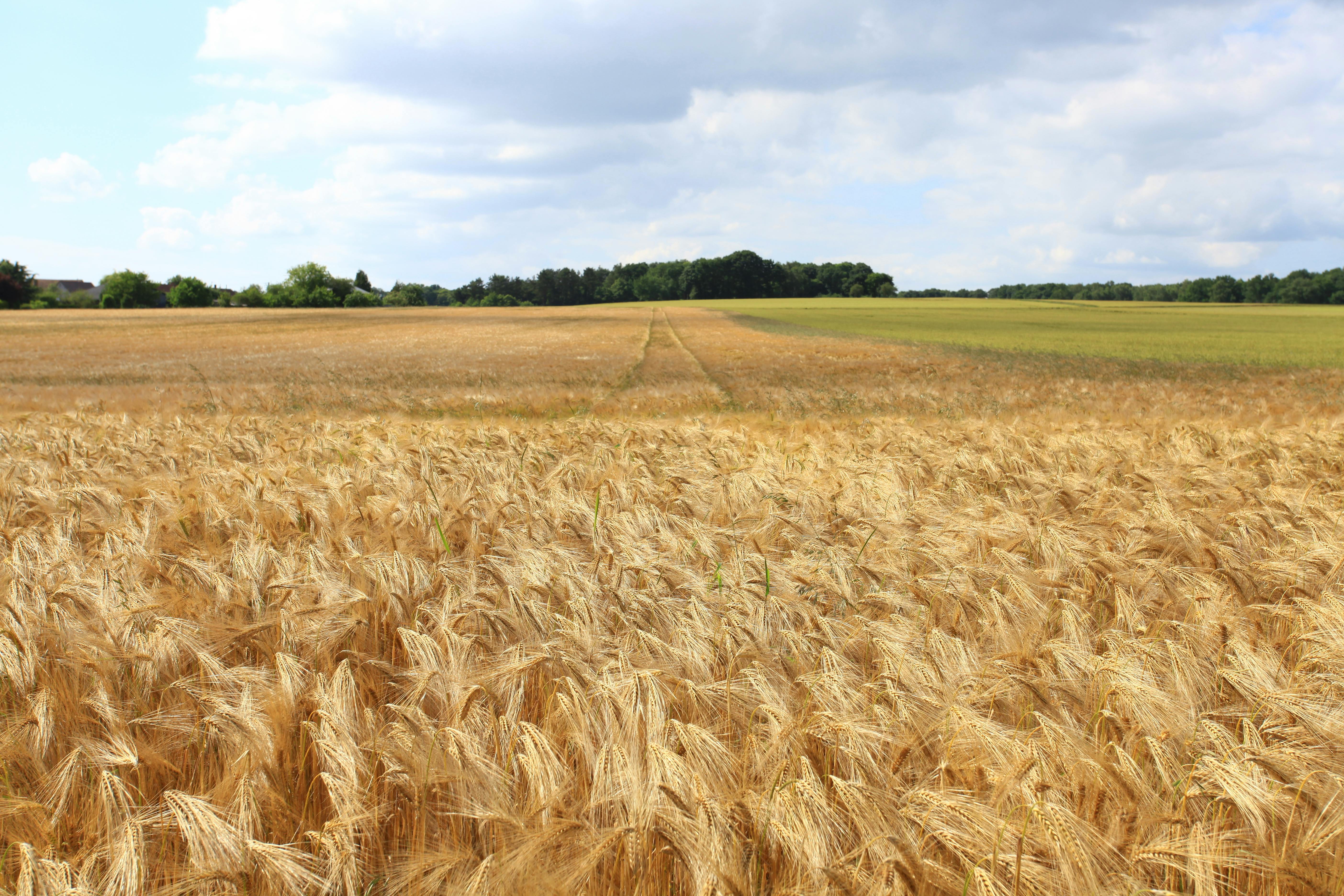 5616x3744 Wheat Field Photo, Download The BEST Free Wheat Field & HD Image
