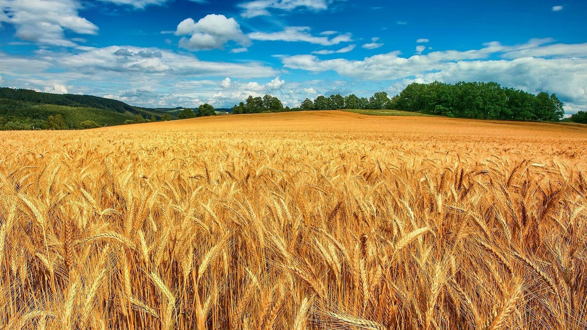 1920x1080 Golden Wheat Fields Under a Vibrant Blue Sky