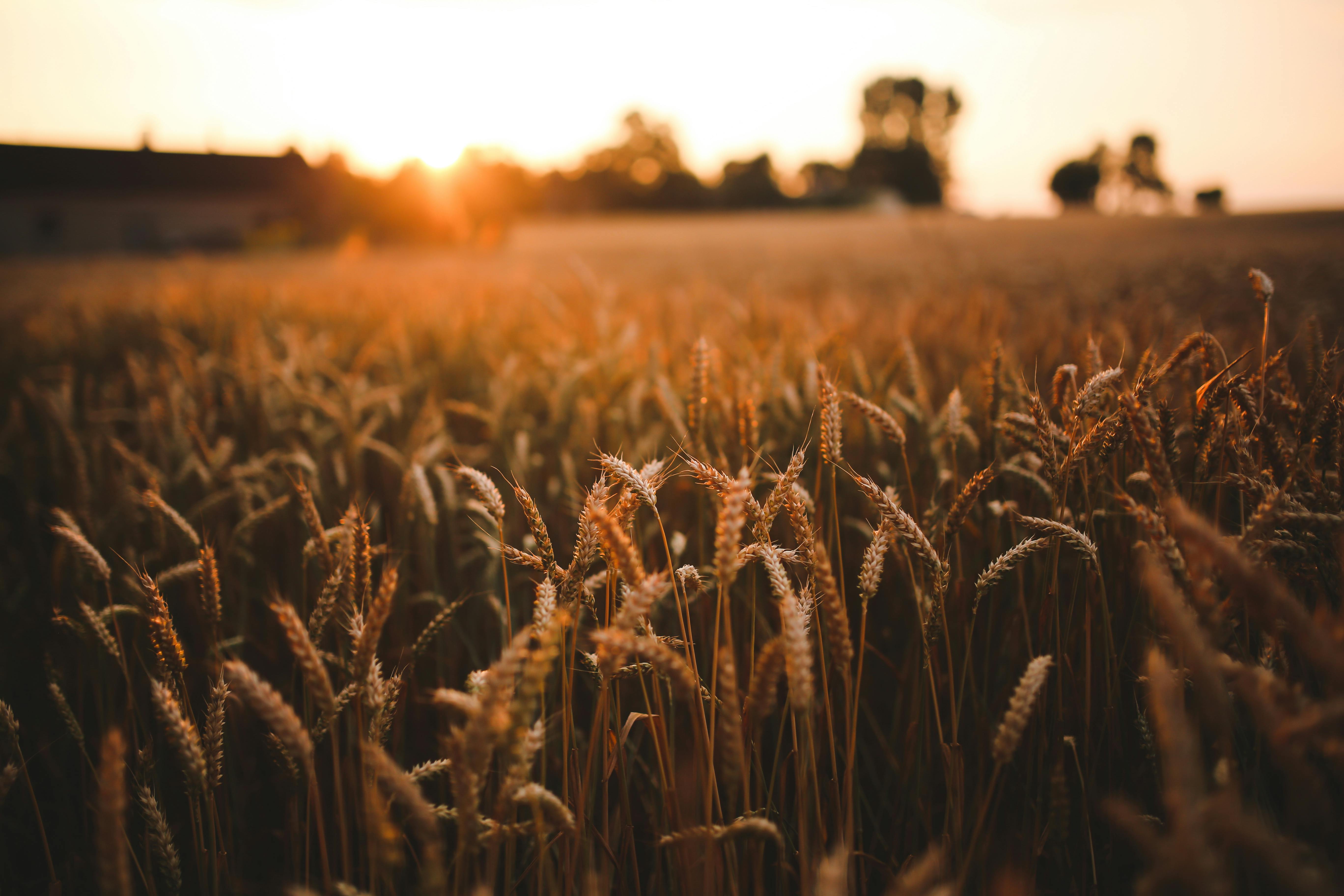 5472x3648 Sunset & field of grain · Free