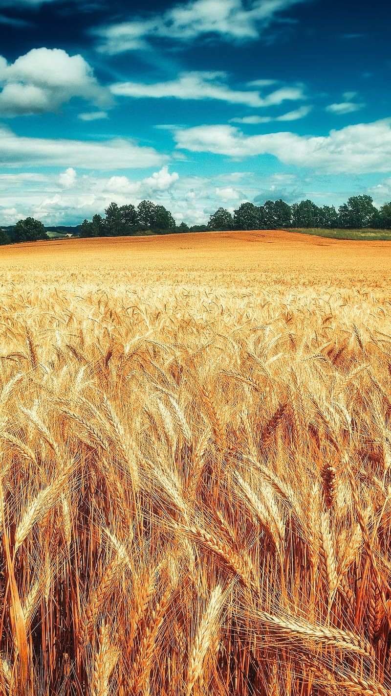 800x1422 Wheat Field clouds, field nature, sky, wheat, HD phone wallpaper