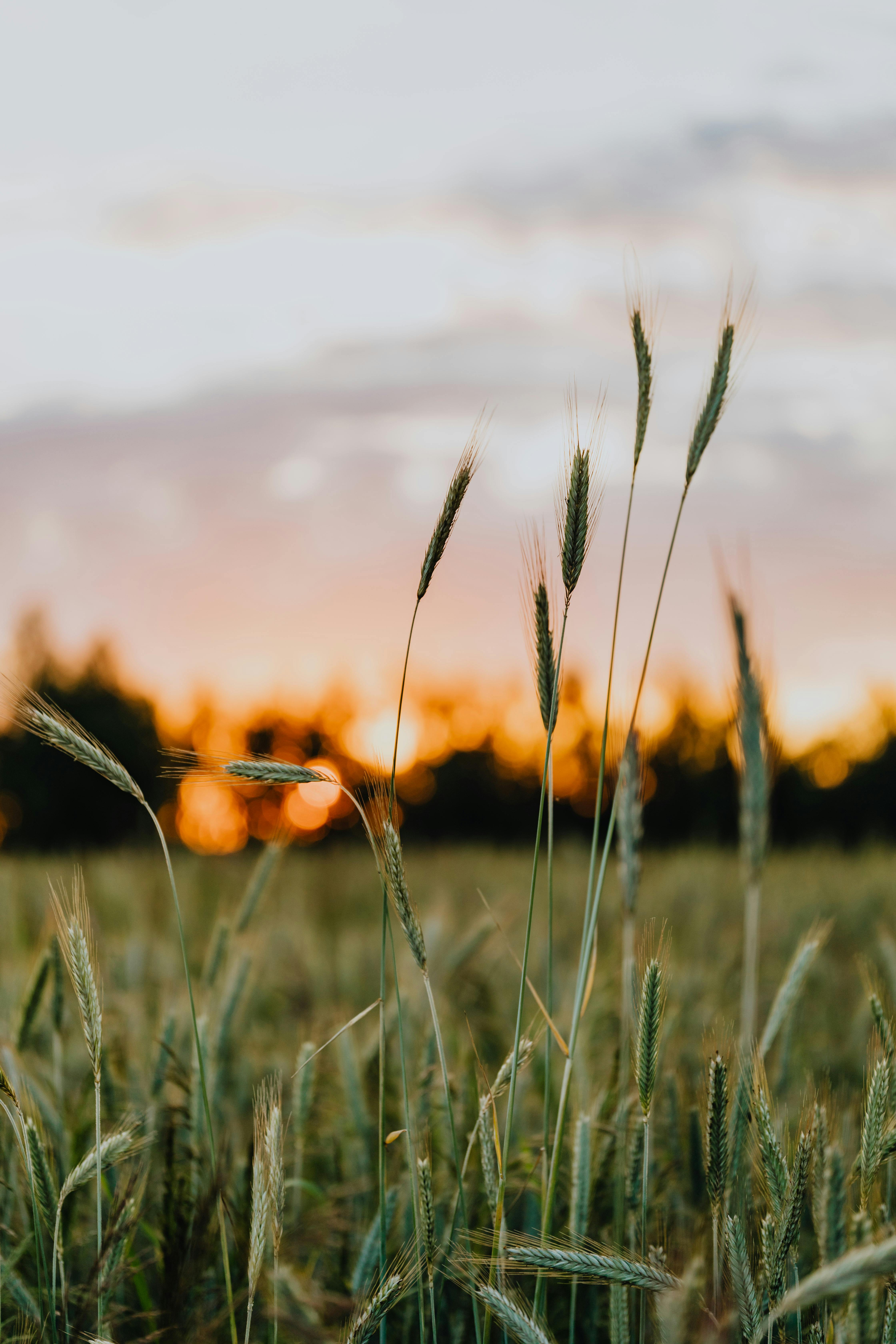 4480x6720 Wheat Field during Sunset · Free