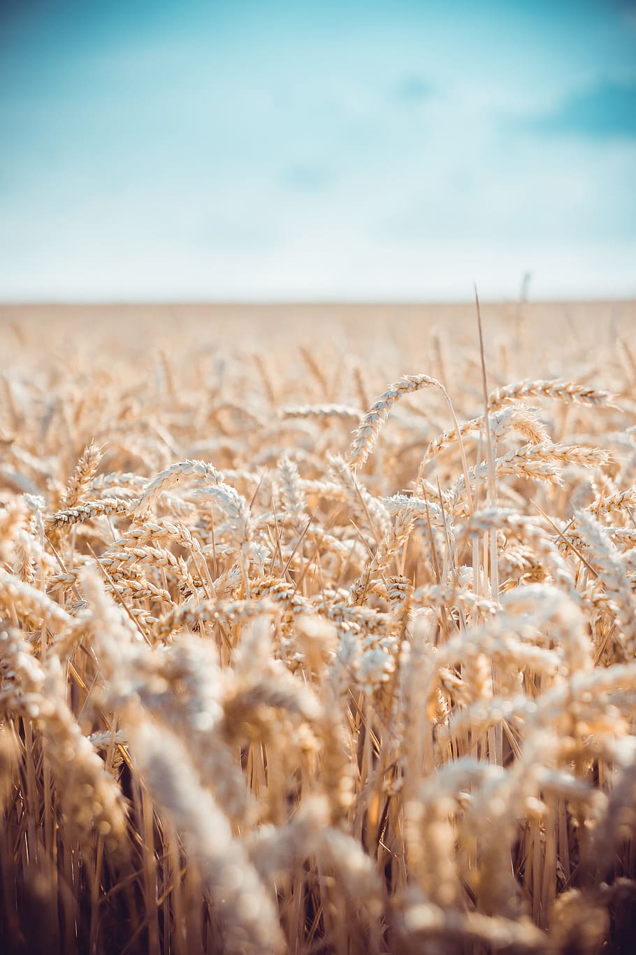 910x1365 HD wallpaper: white grain field in shallow focus photography, wheat, bokeh