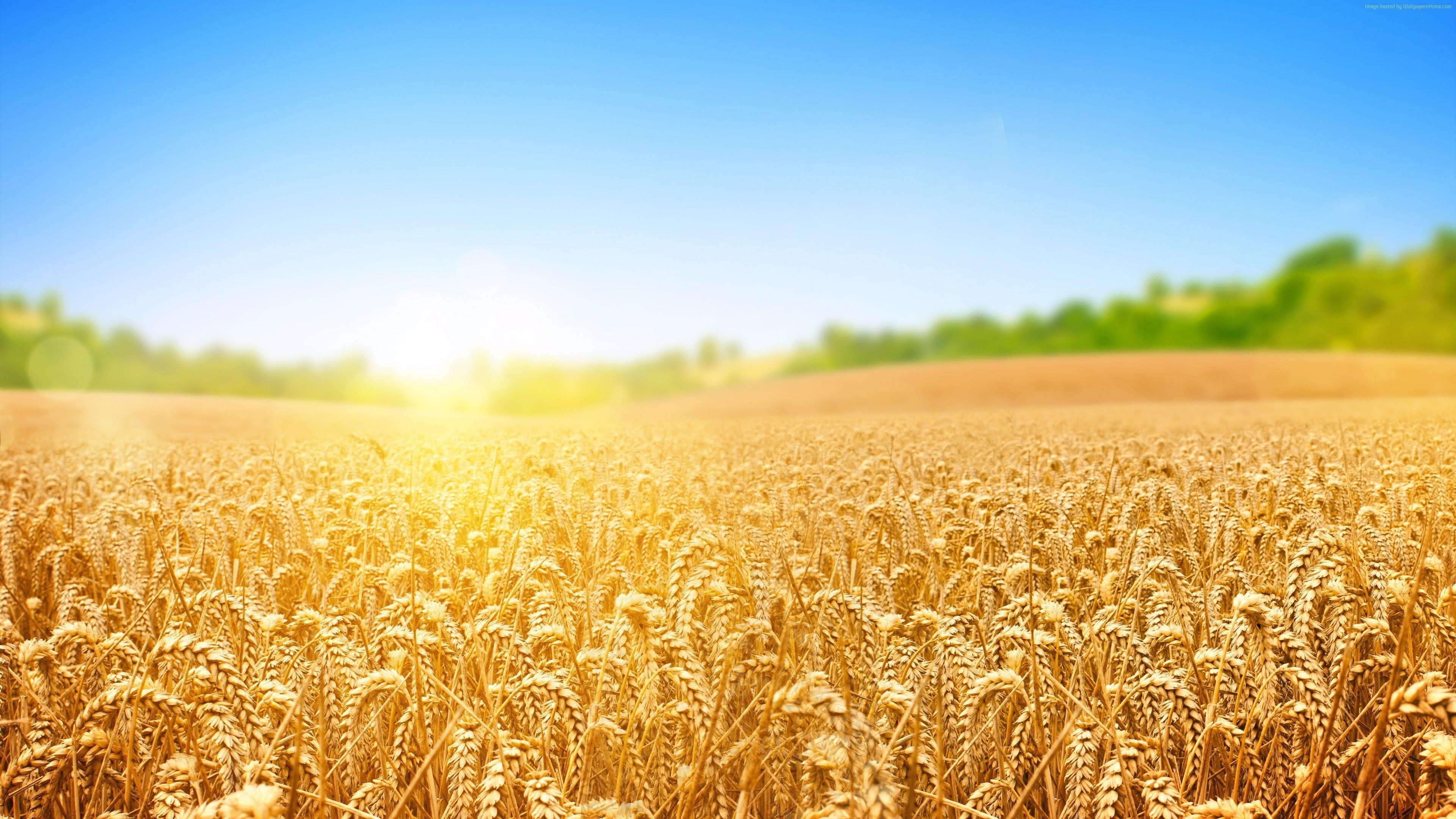 3840x2160 Wheat Field Wallpaper 3840x2160 57185