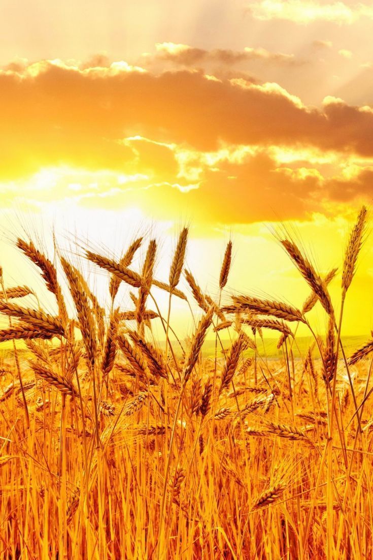 735x1102 Download Golden Wheat Field Wallpaper