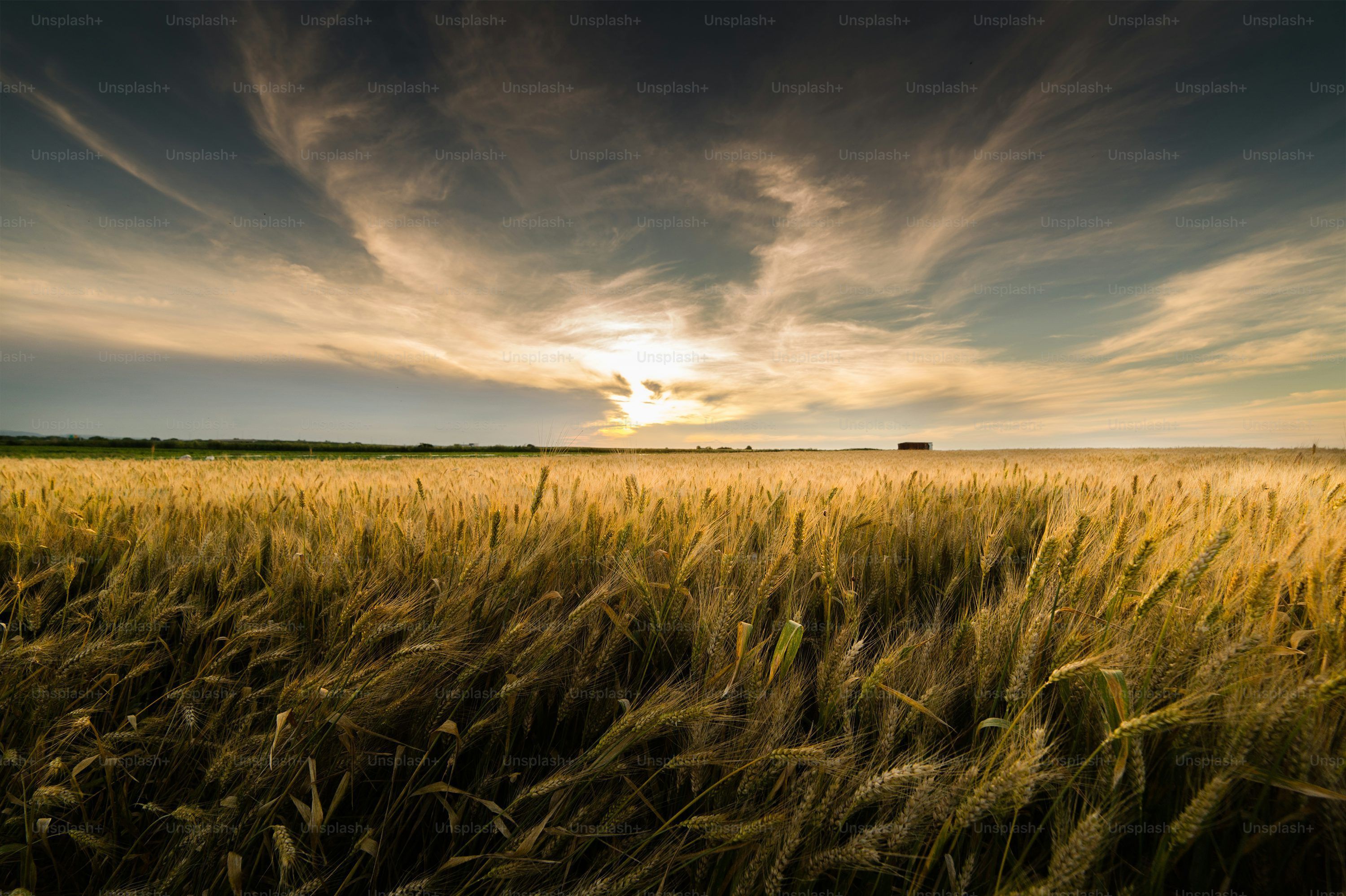 3000x1997 Field of wheat in sunset photo