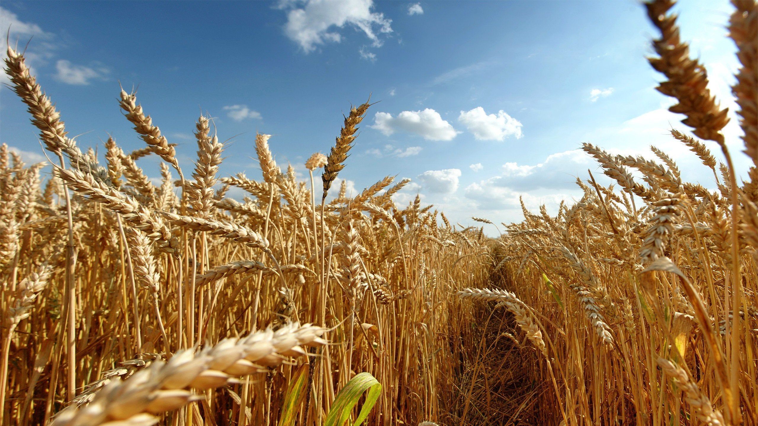 2560x1440 Wheat Field Wallpaper 2560x1440 57187
