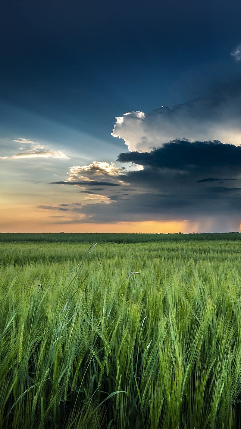800x1422 Nature, clouds, landscape, scenery, storm, wheat field, HD phone wallpaper