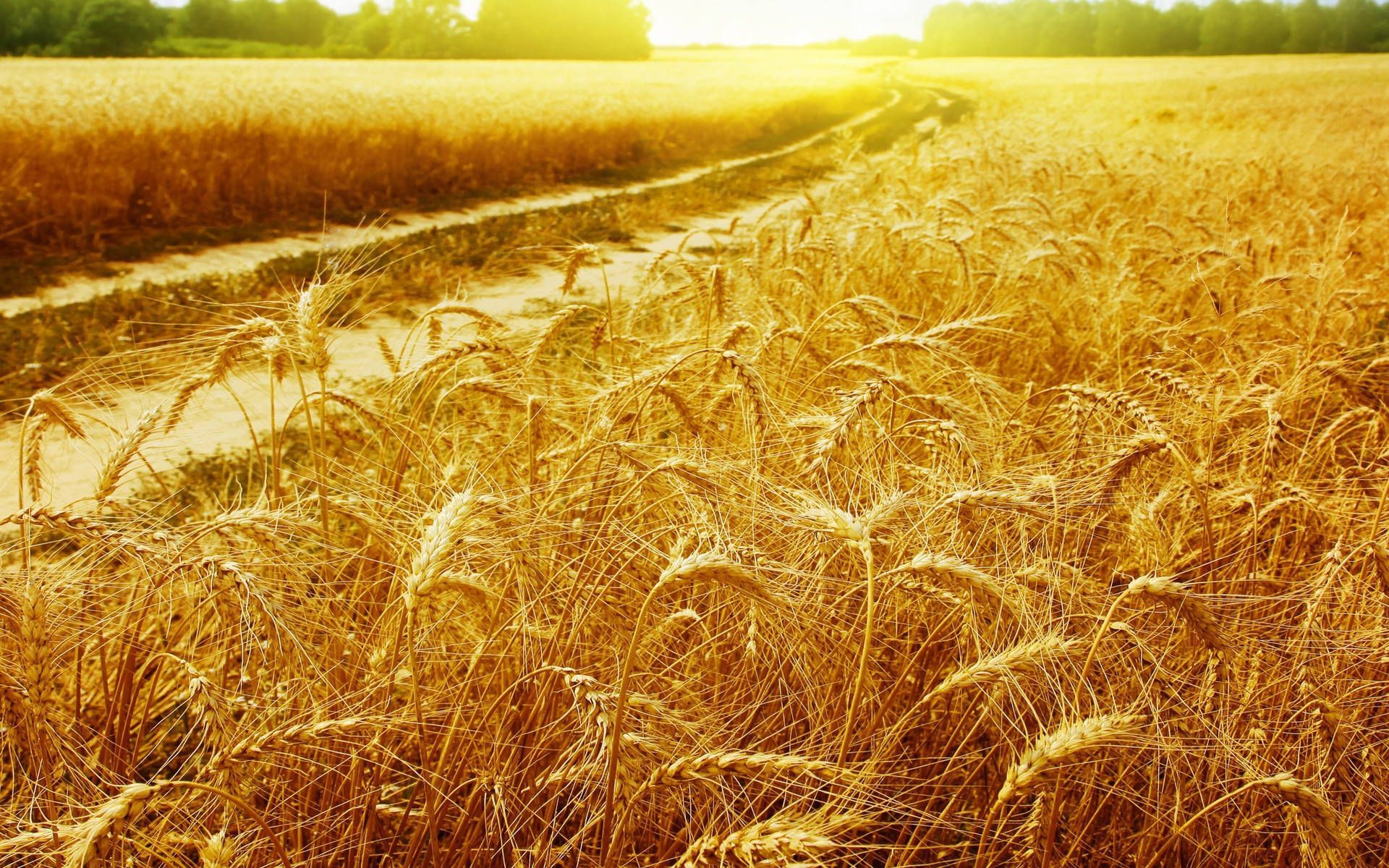 1920x1200 Wheat Field Background