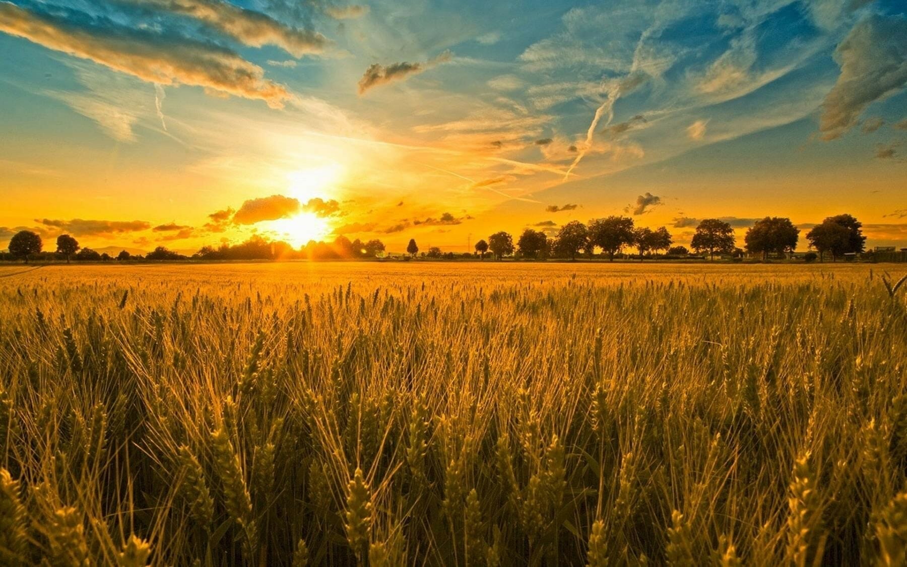 1800x1125 Sunset And Wheat Field Wallpaper Hd Beautiful Desktop Background Hd Wallpaper Of Sunset Field Free Download
