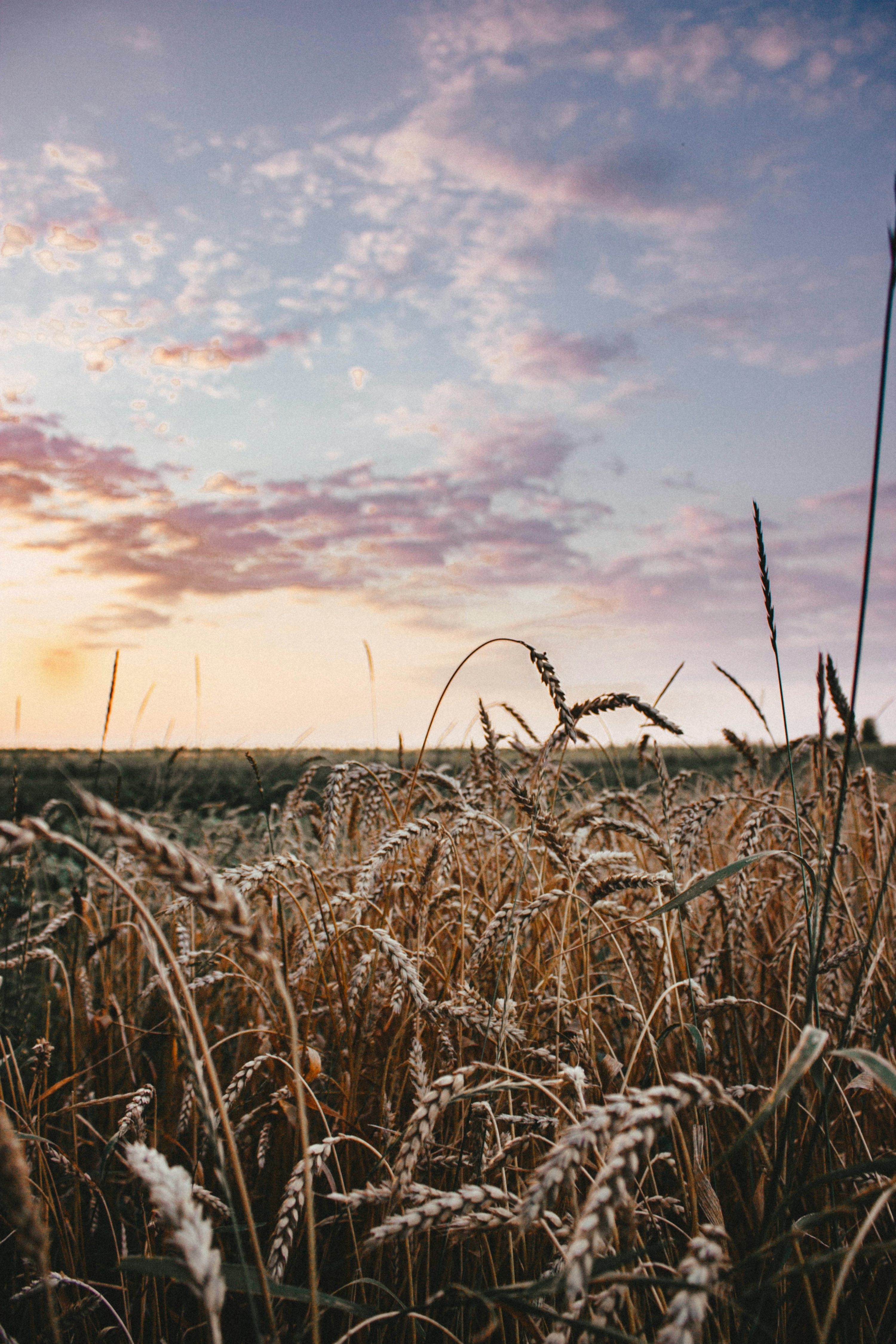 3000x4500 Wheat field under cloudy sky during sunset photo
