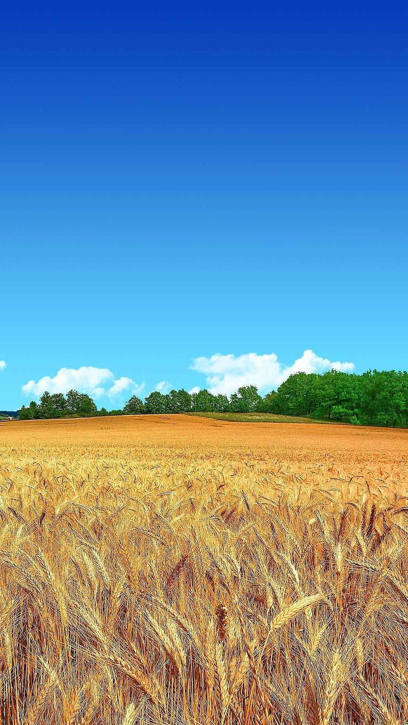 800x1422 Blue sky field, wheat, harvest, blue sky, HD phone wallpaper