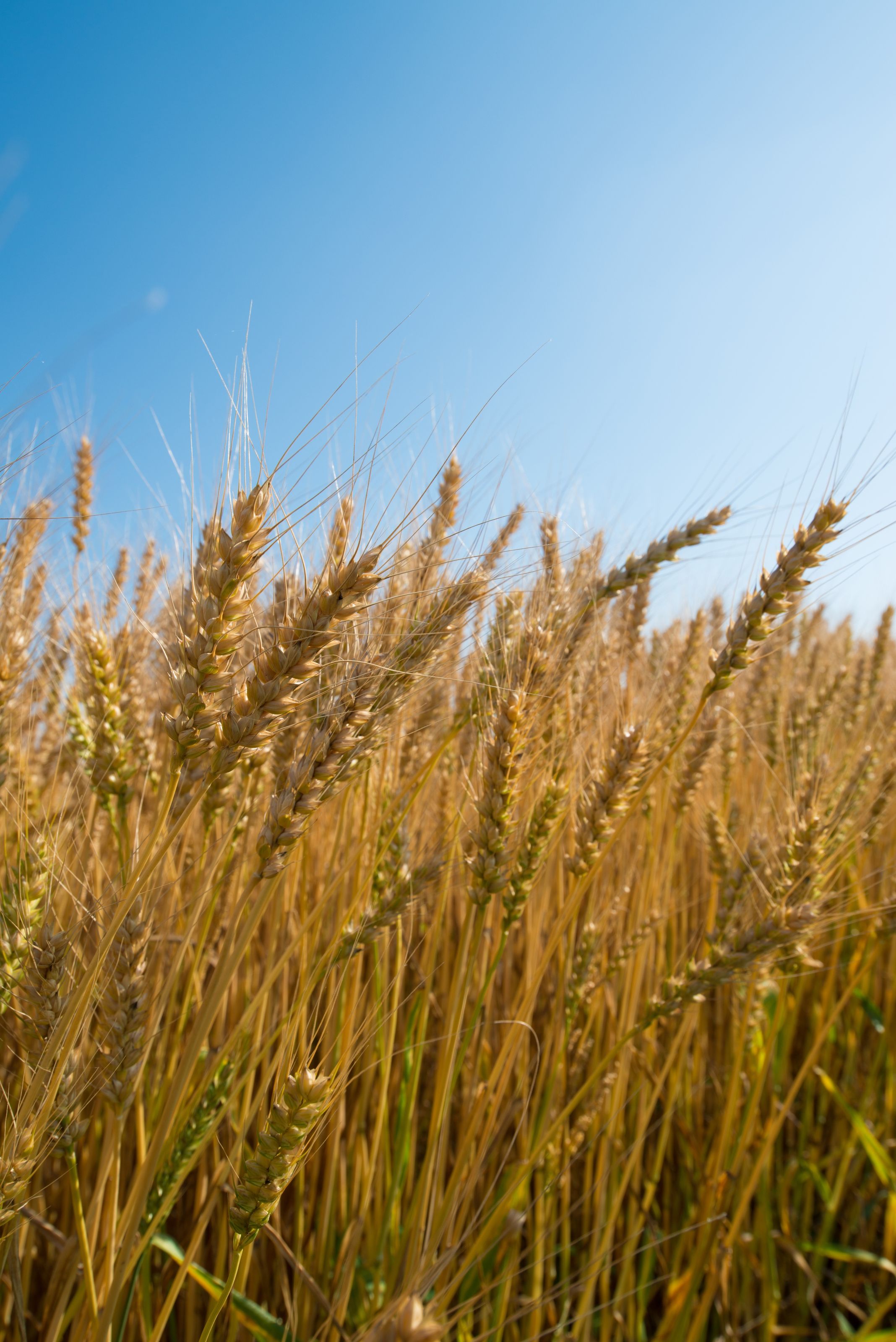 2136x3200 Vertical Wheat Field Wall Mural