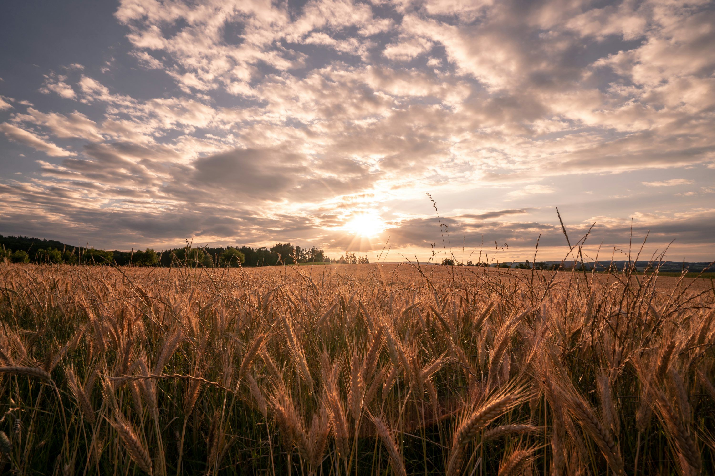 3000x2000 The sun is setting over a field of wheat photo
