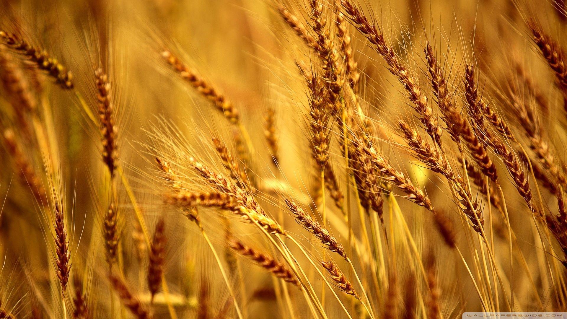 1920x1080 Wheat Photography Background Wallpaper 119544