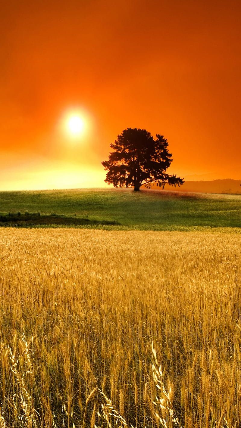 800x1422 Wheat Field, , hills, nature, scenery, summer, sunset, tree, HD phone wallpaper