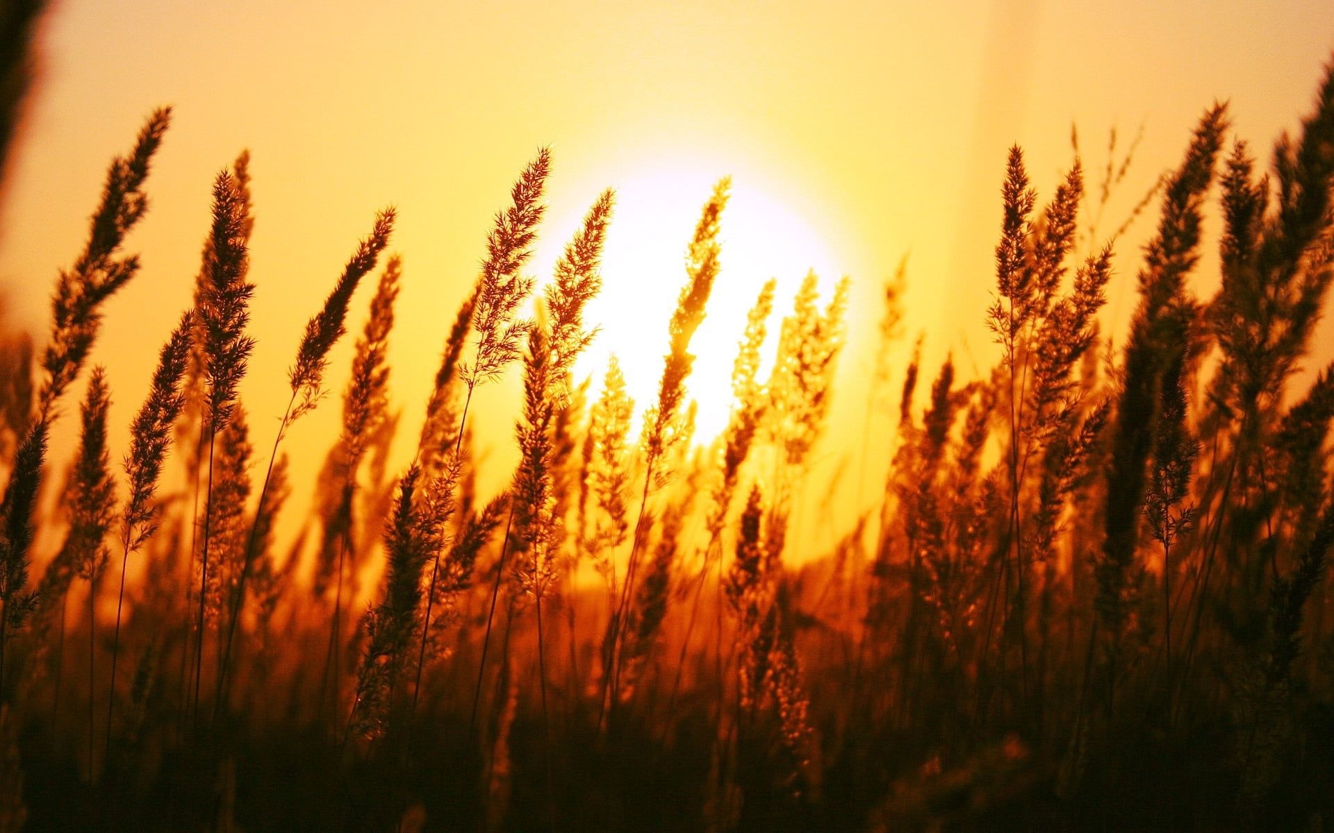 1920x1200 Silhouette of wheat field during sunset HD wallpaper