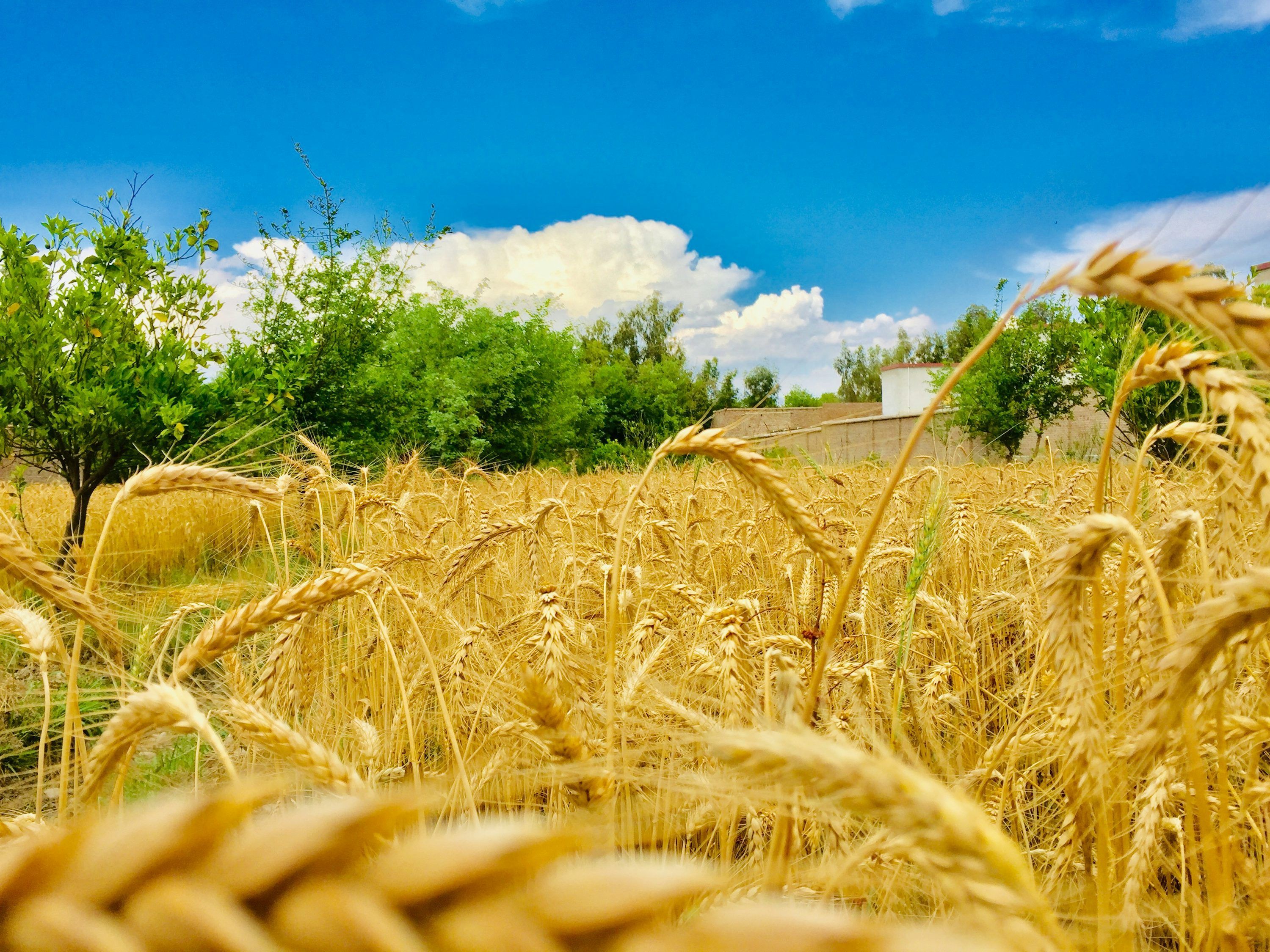 3000x2250 Wheat Fields Picture. Download Free Image
