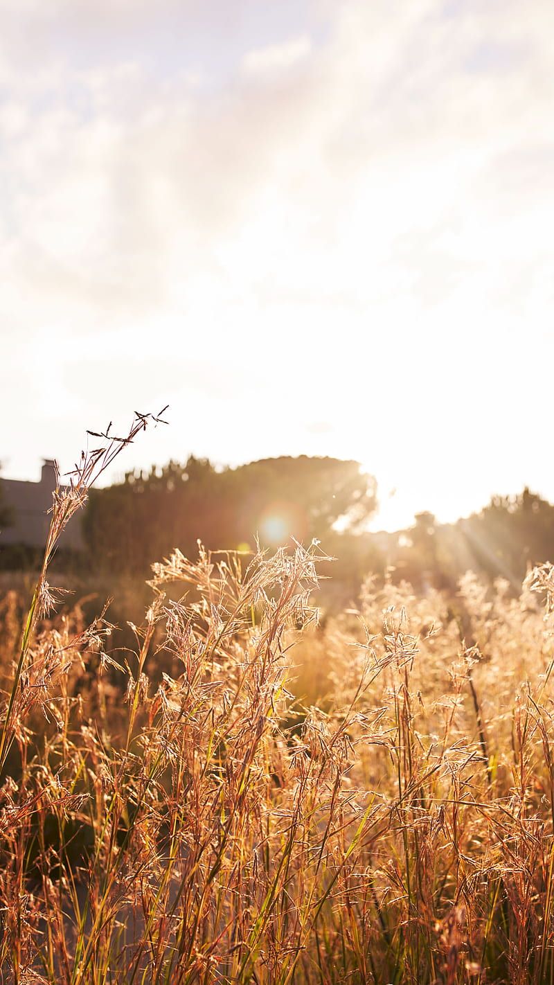 800x1422 Wheat field, Nature, brown, bush, flowers, grass, trees, HD phone wallpaper