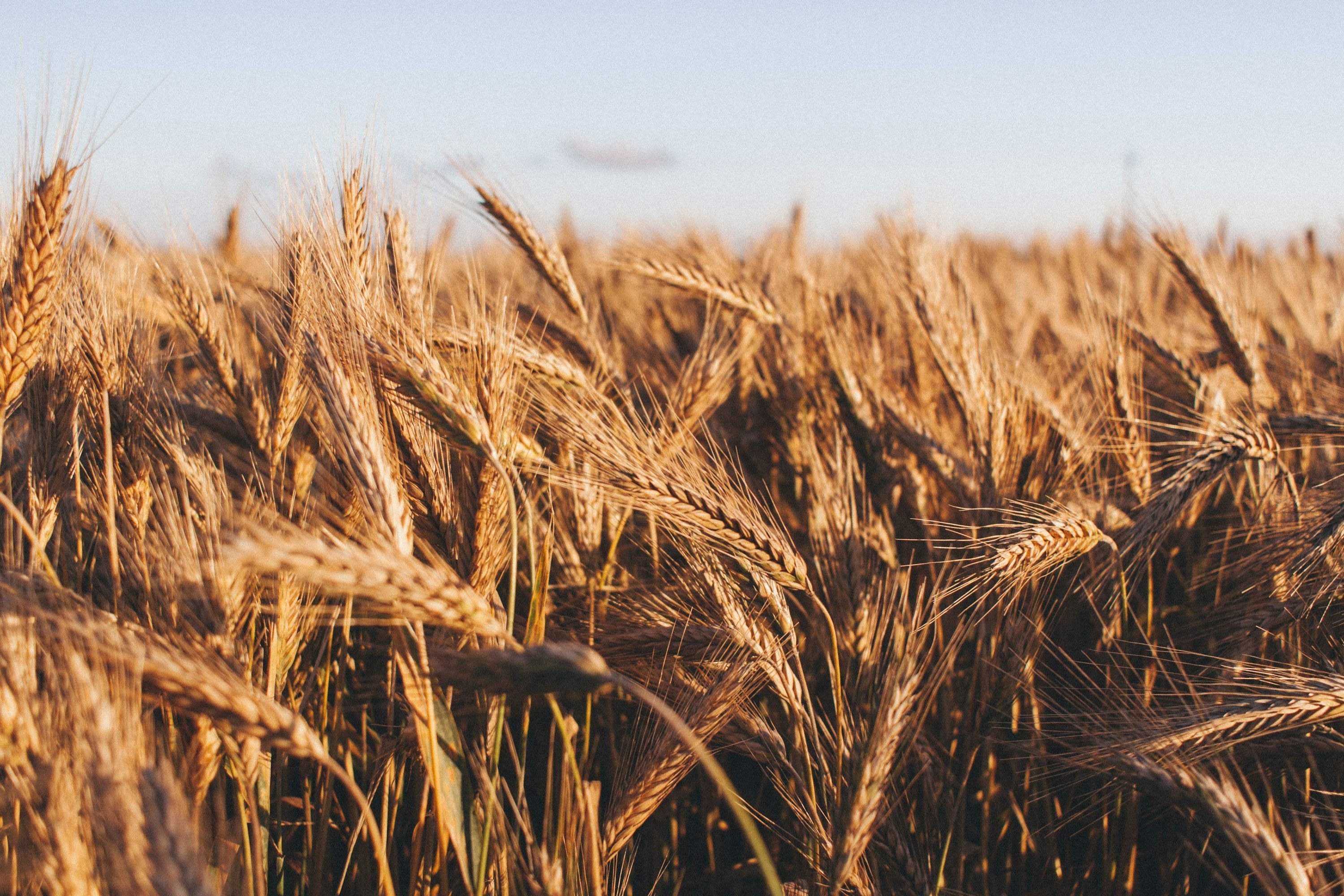 3000x2000 Grain Field Picture. Download Free Image