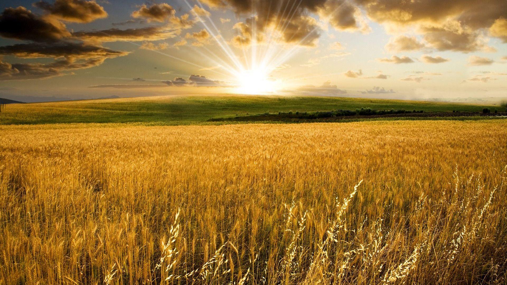 1920x1080 Wheat Field Wallpaper 1920x1080 57189