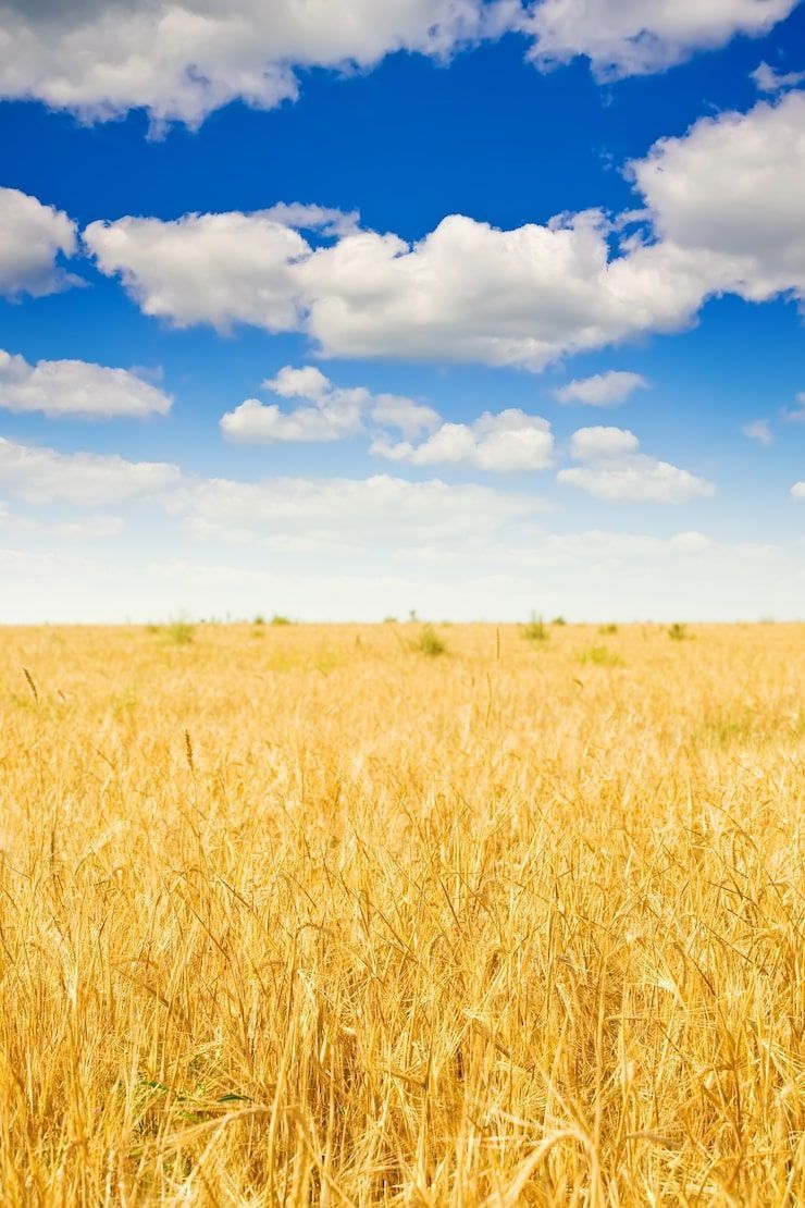 740x1110 Wheat Field Background Image