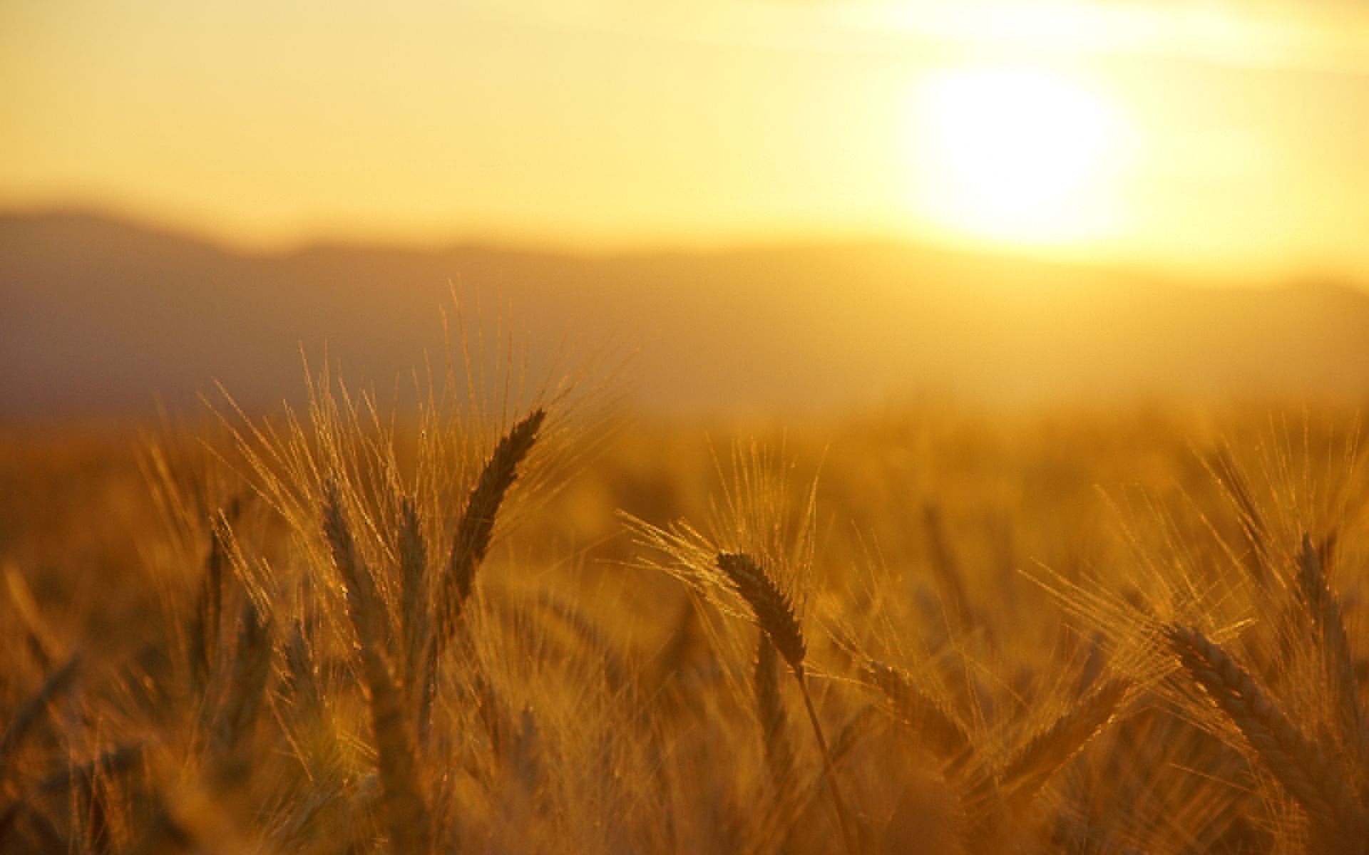 1920x1200 wheat, Macro, Grass, Field, Sunrise, Sunset, Warm Wallpaper HD / Desktop and Mobile Background