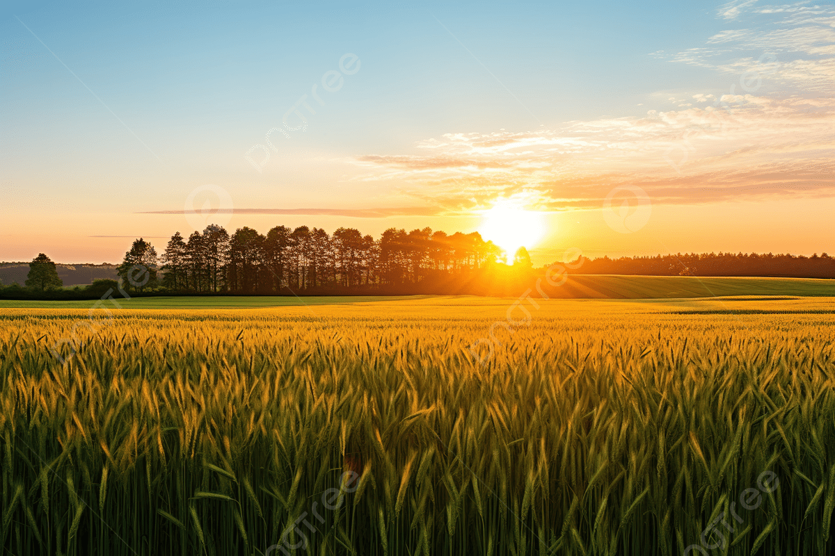 1200x800 Sunrise In Front Of Green Wheat Field Background, Paddy Field, Korea, Nature Background Image And Wallpaper for Free Download