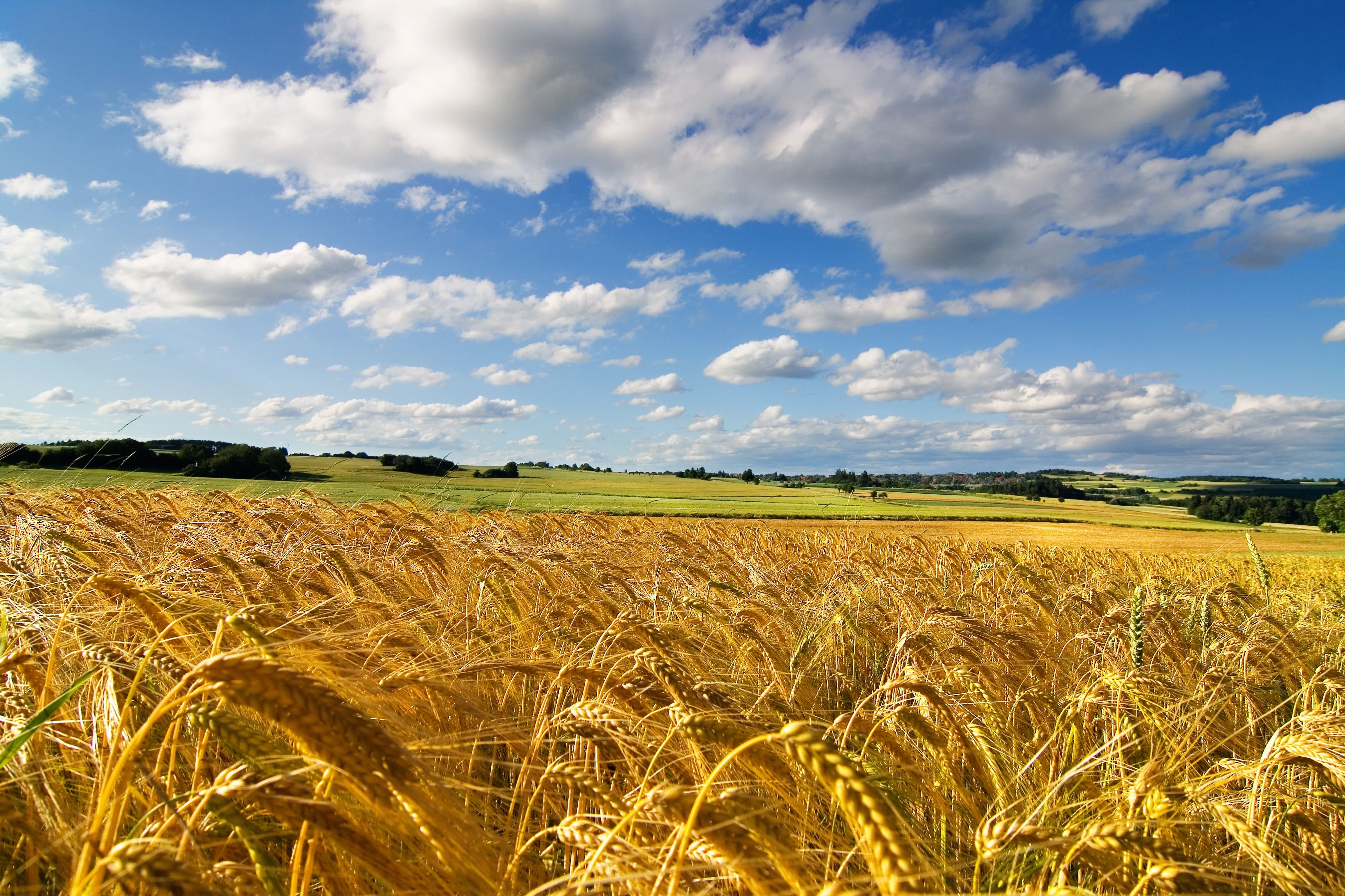 3888x2592 Field wheat barley field HD wallpaper