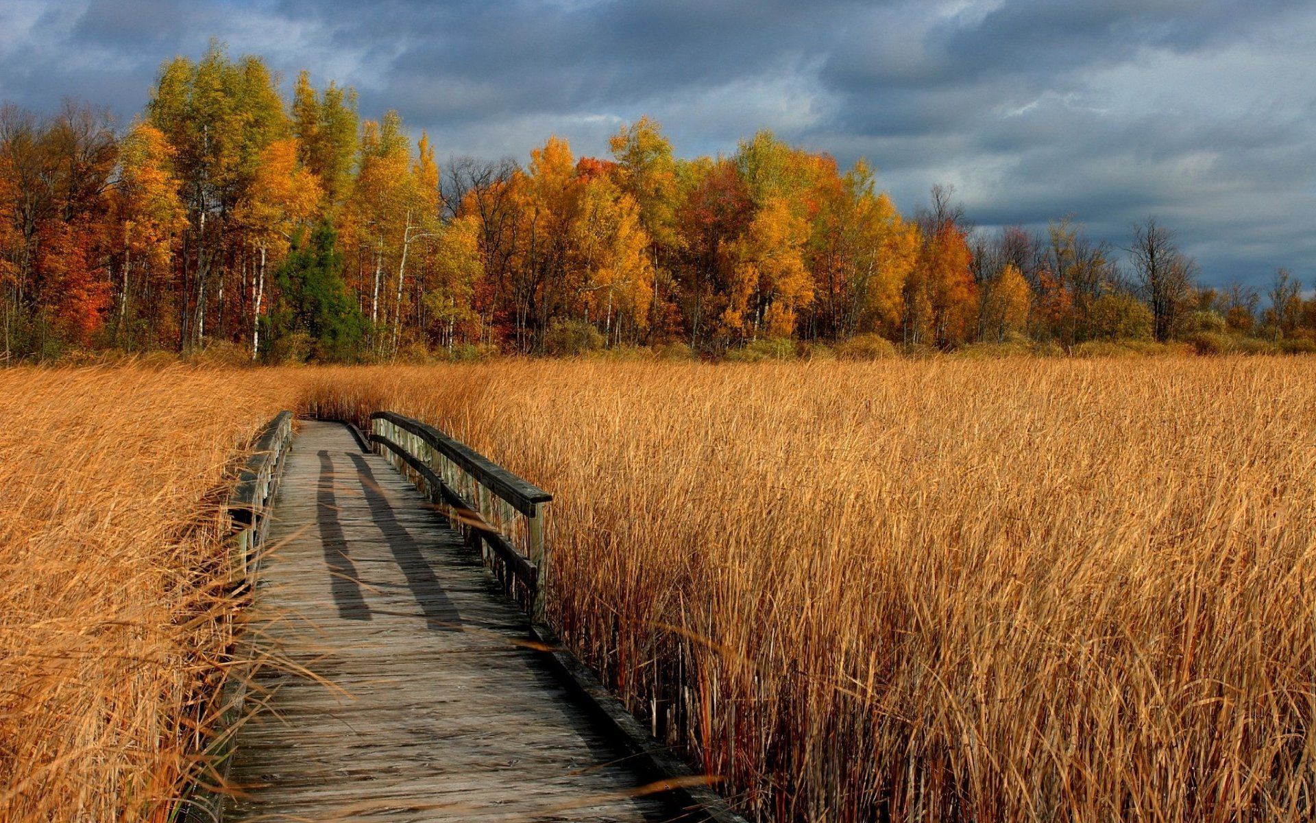 1920x1200 Autumn Boardwalk Through Golden Wheat and Forest Fields