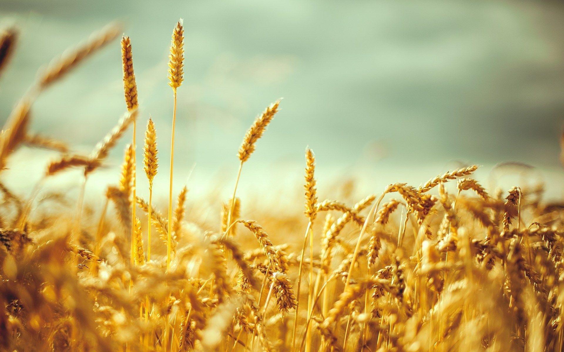 1920x1200 Wheat Field Wallpaper 1920x1200 57188