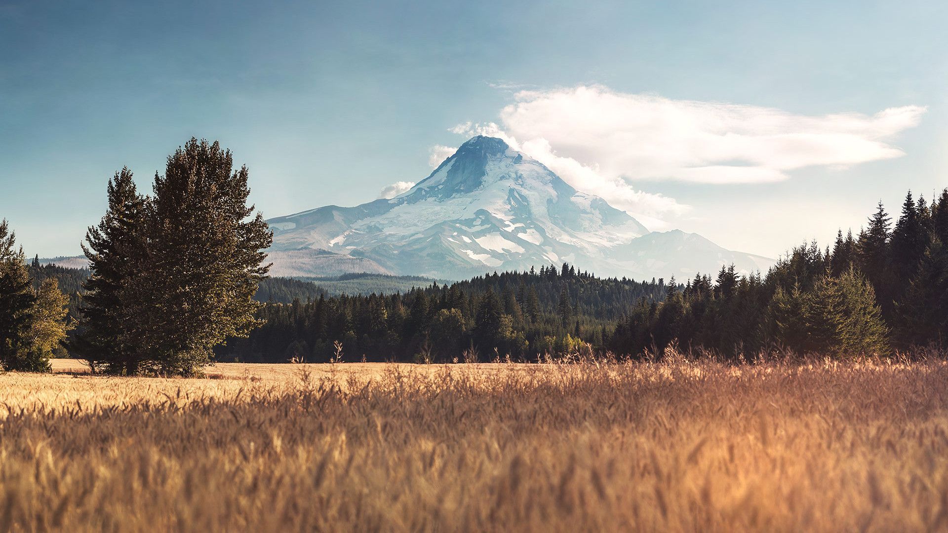 1920x1080 Wheat Field and Mountain on a Sunny Day