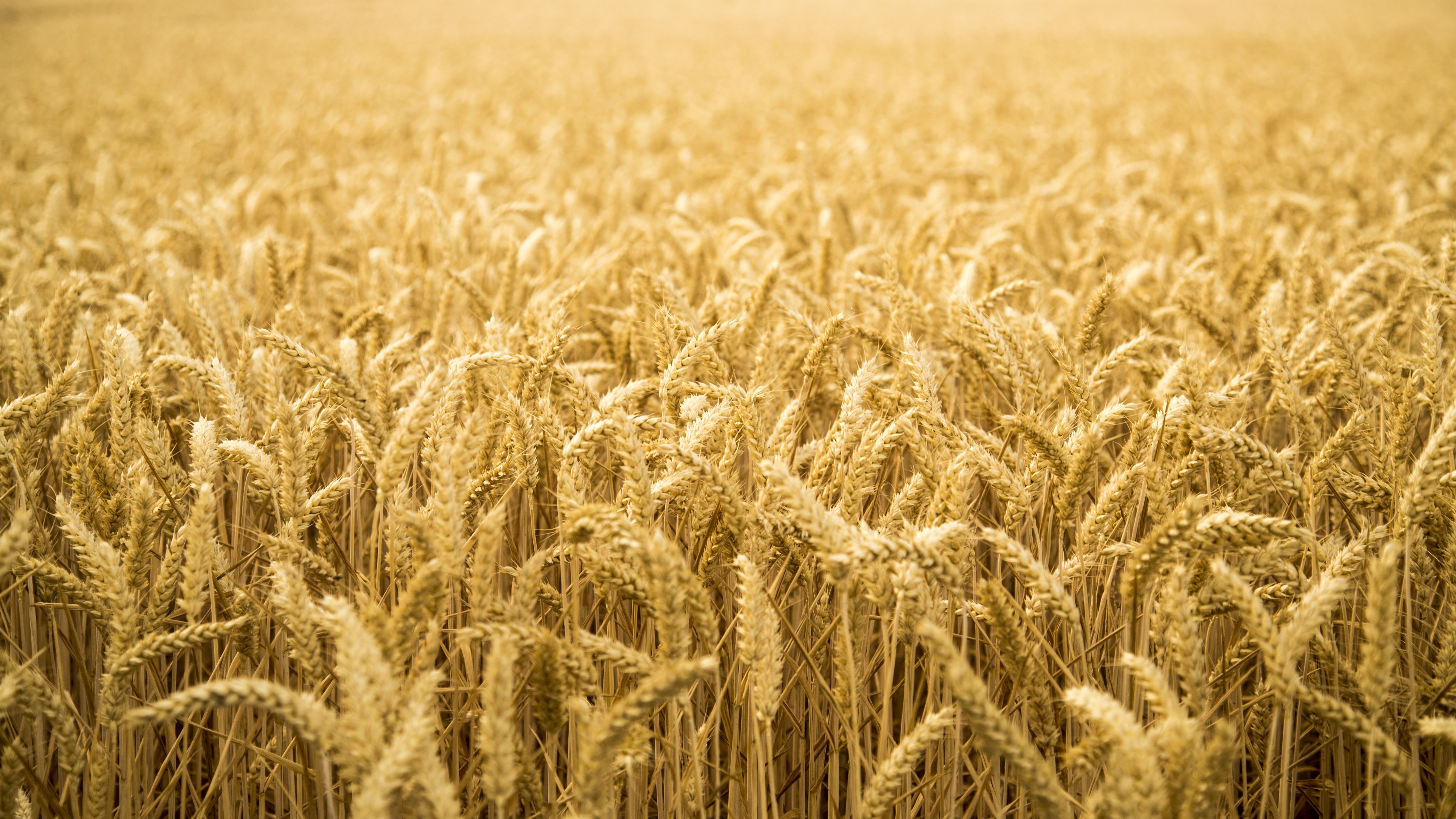 5760x3240 Wheat fields HD wallpaper