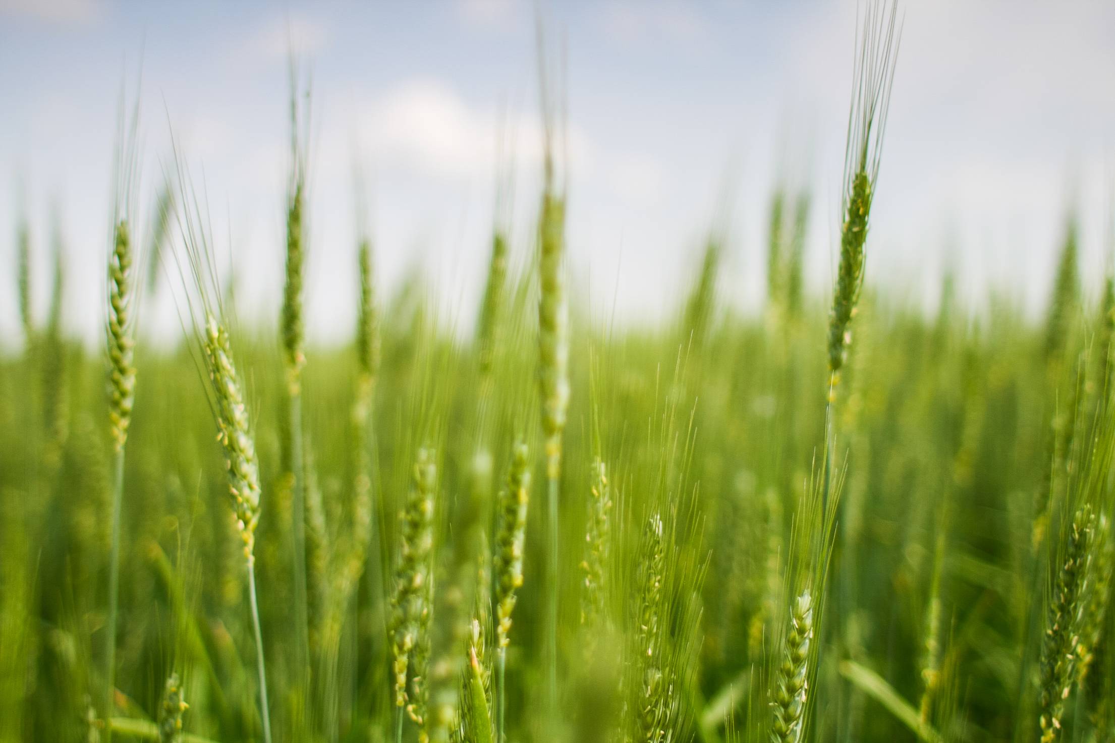 2210x1473 Green Grain Field. Free Nature Image