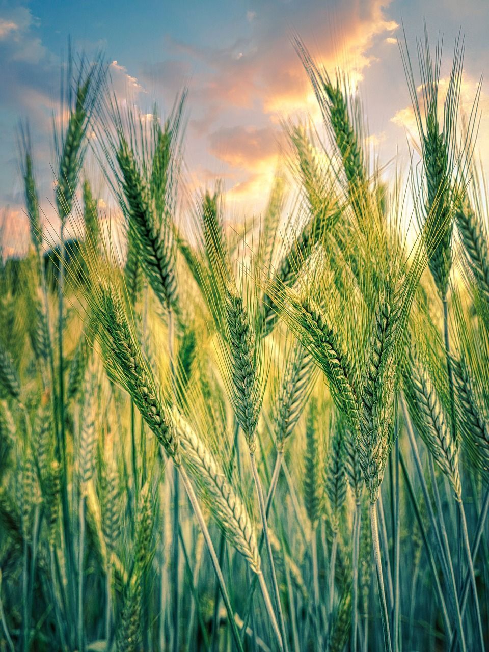 960x1280 Cereals Grain Field