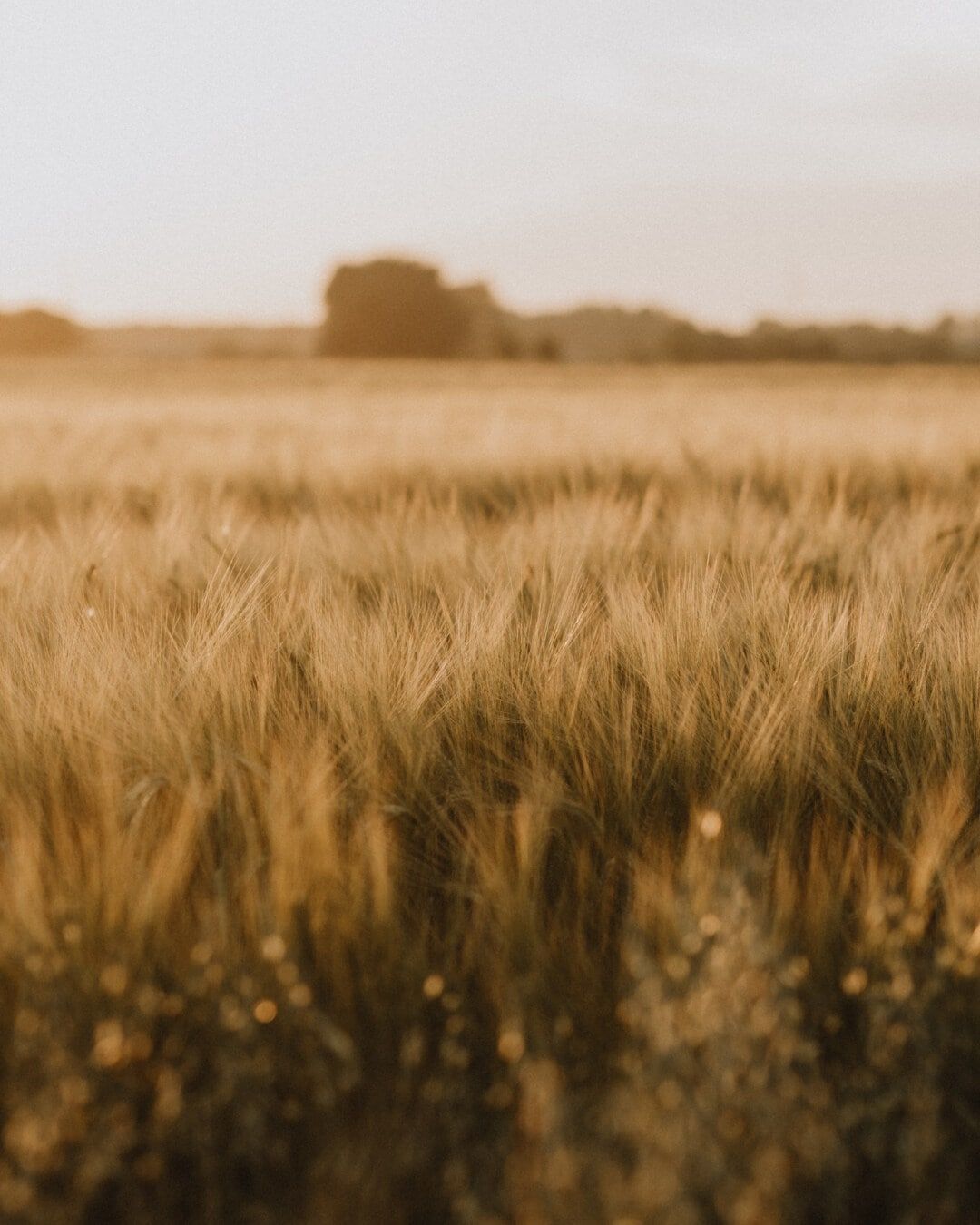 1080x1350 Free picture: flat field, wheatfield, grain, barley, sunny, agriculture, cereal, landscape, rural, summer