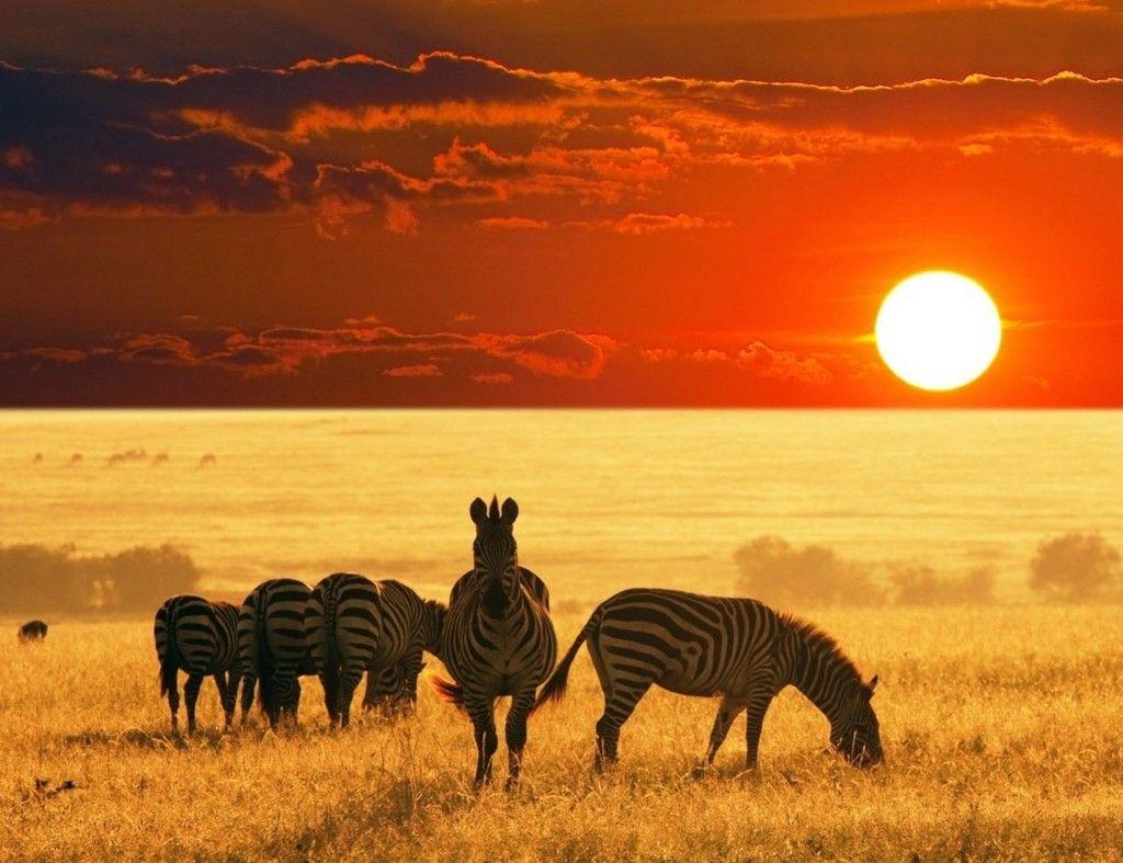 African Safari Wallpapers Top Free African Safari Backgrounds Wallpaperaccess