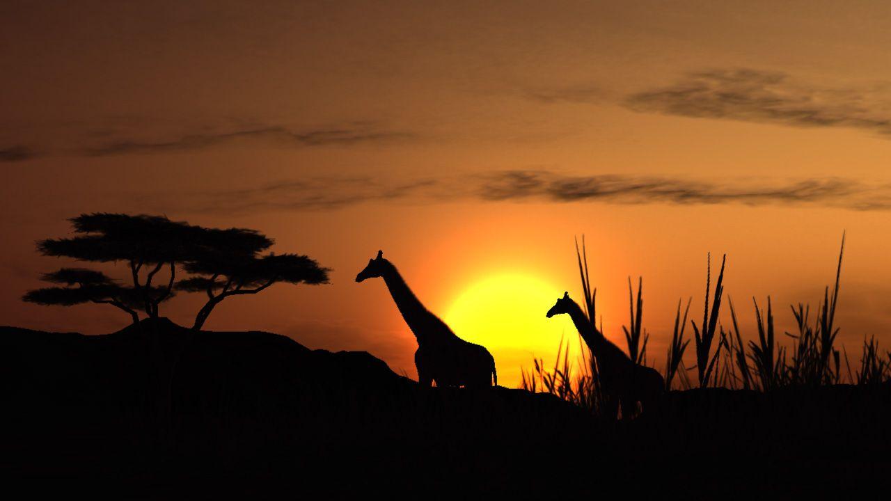 African Safari Wallpapers - Top Free African Safari Backgrounds ...