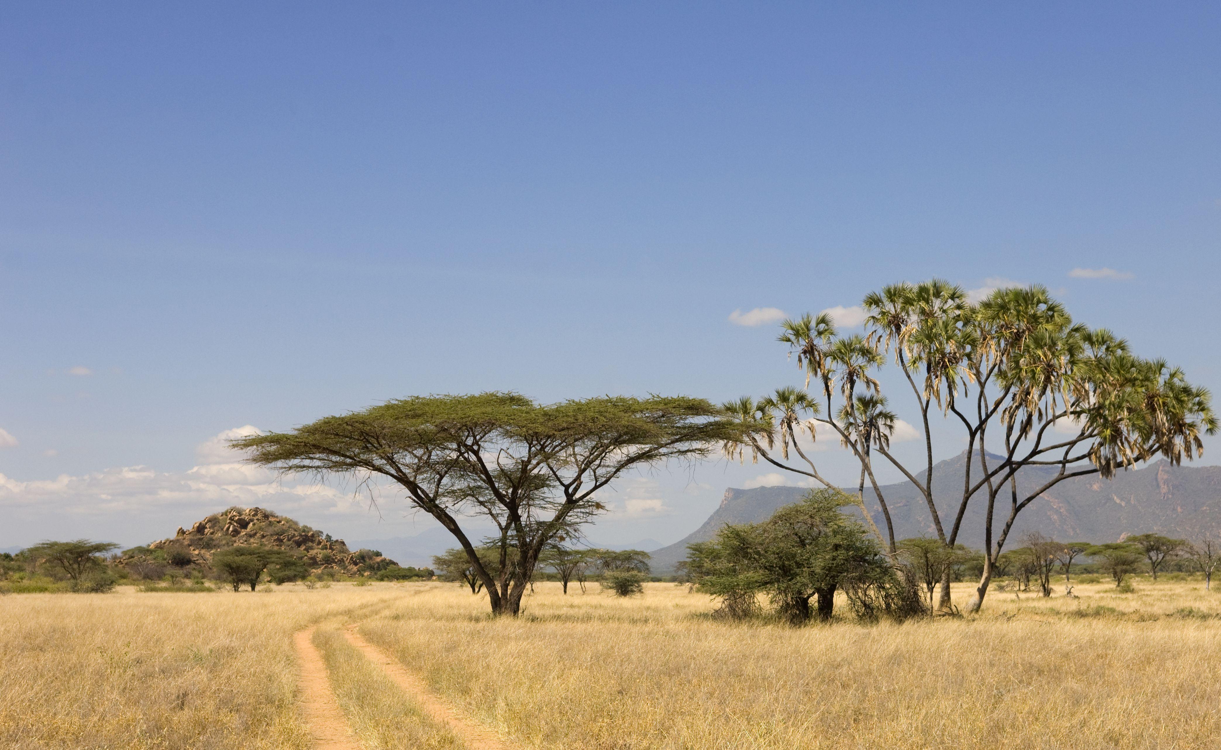 African Safari Wallpapers Top Free African Safari Backgrounds Wallpaperaccess