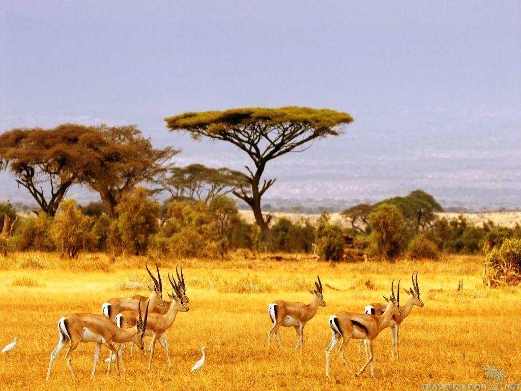 African Safari Wallpapers - Top Free African Safari Backgrounds ...